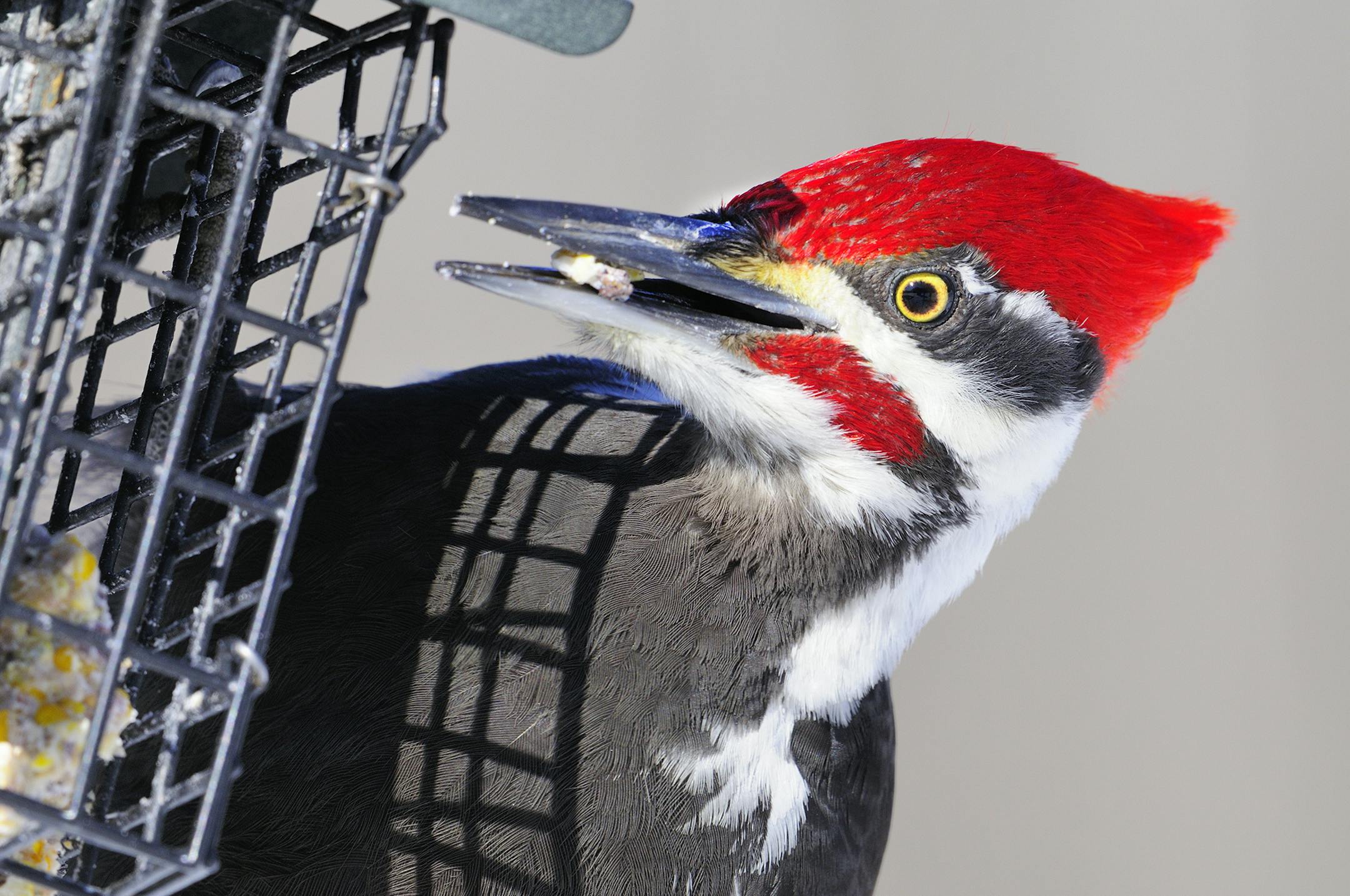 This male pileated woodpecker was attracted to the author's backyard by a suet feeder.