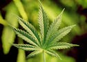 The Veterans Health Administration is urging vets and their physicians to open up on the subject of marijuana use. (Dreamstime) ORG XMIT: 1220747
