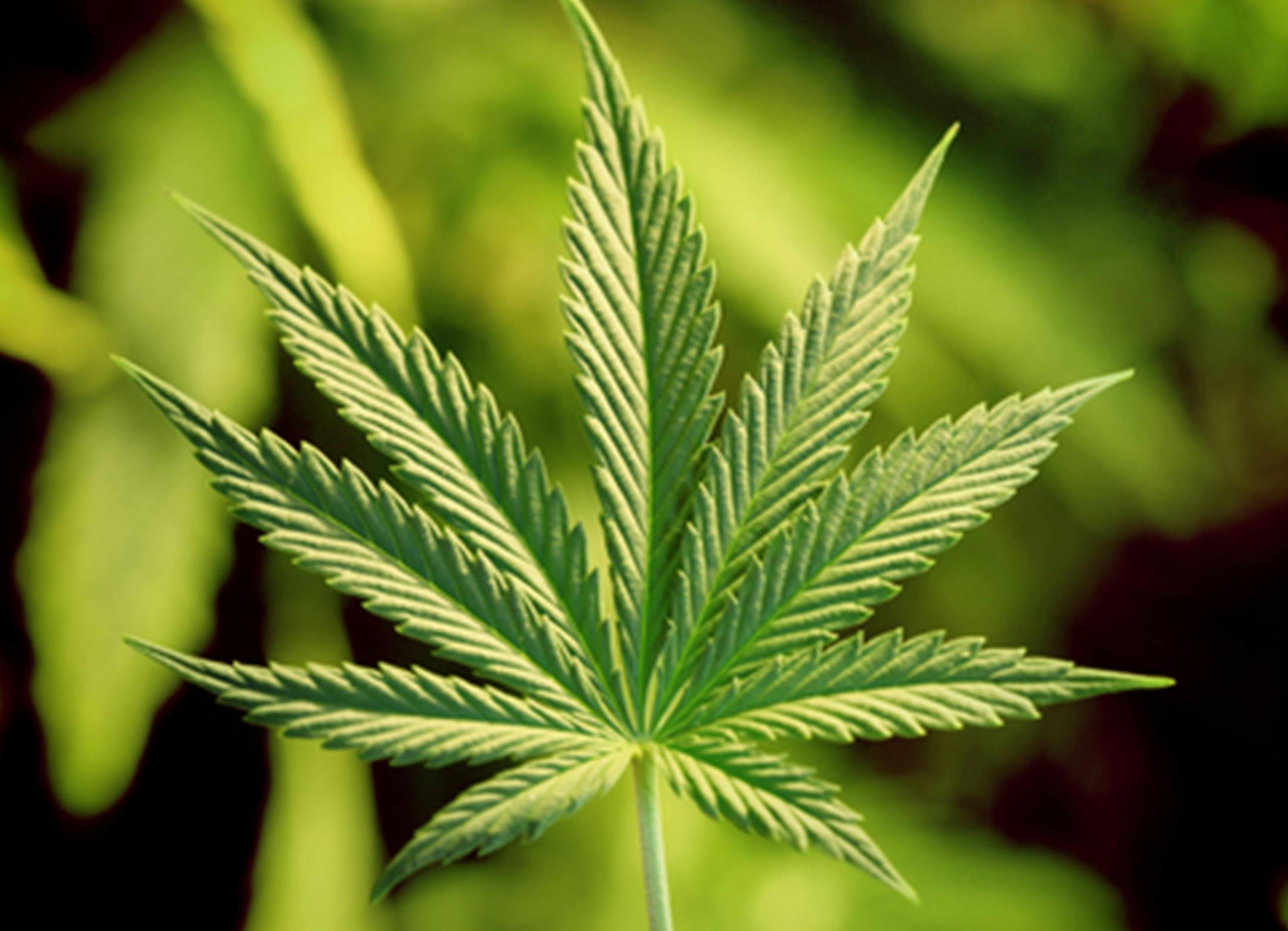 The Veterans Health Administration is urging vets and their physicians to open up on the subject of marijuana use. (Dreamstime) ORG XMIT: 1220747