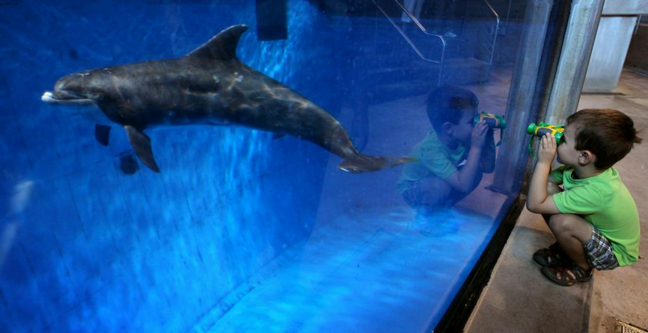 Caleb Gustafson 4, keep a close eye out of Semo the dolphin at the Minnesota Zoo in Apple Valley, Minnesota Thursday September 6, 2012. The zoo will close its dolphin exhibit after September , 9.