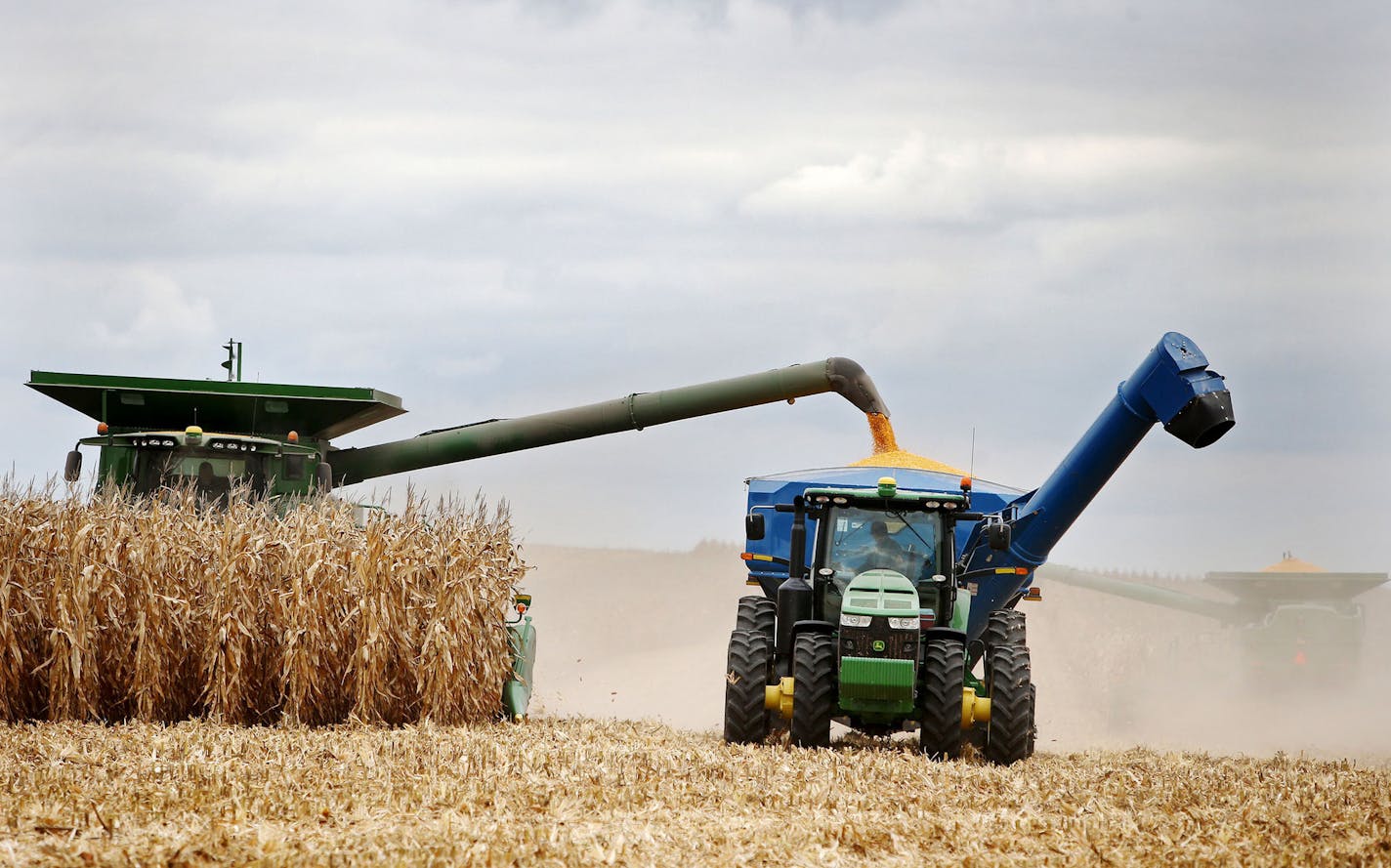 Members of the Peterson family, who operate Far-Gaze Farms, worked harvesting corn on one of their fields, this one 142 acres, Friday, Oct. 9, 2015,near Northfield, MN.](DAVID JOLES/STARTRIBUNE)djoles@startribune.com Crop estimates to be released Friday may show that Minnesota corn and soybean farmers are forecast to produce record crops in 2015, due largely to early planting and adequate summer rain. The healthy crops won't necessarily make farmers rich, since crop prices remain stubbornly low.