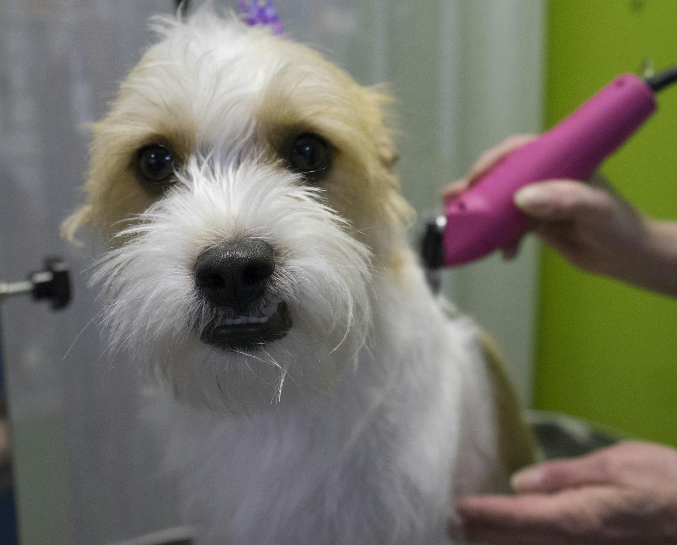 Max gets a clean shave at the Pet Garage on Friday, March 8 in Maple Grove, Minn. ]
TONY SAUNDERS ° anthony.saunders@startribune.com Max is co-owners Betty VanGorder and Tim Onley's only pet, but they have been foster parents for animals from the humane society as well.