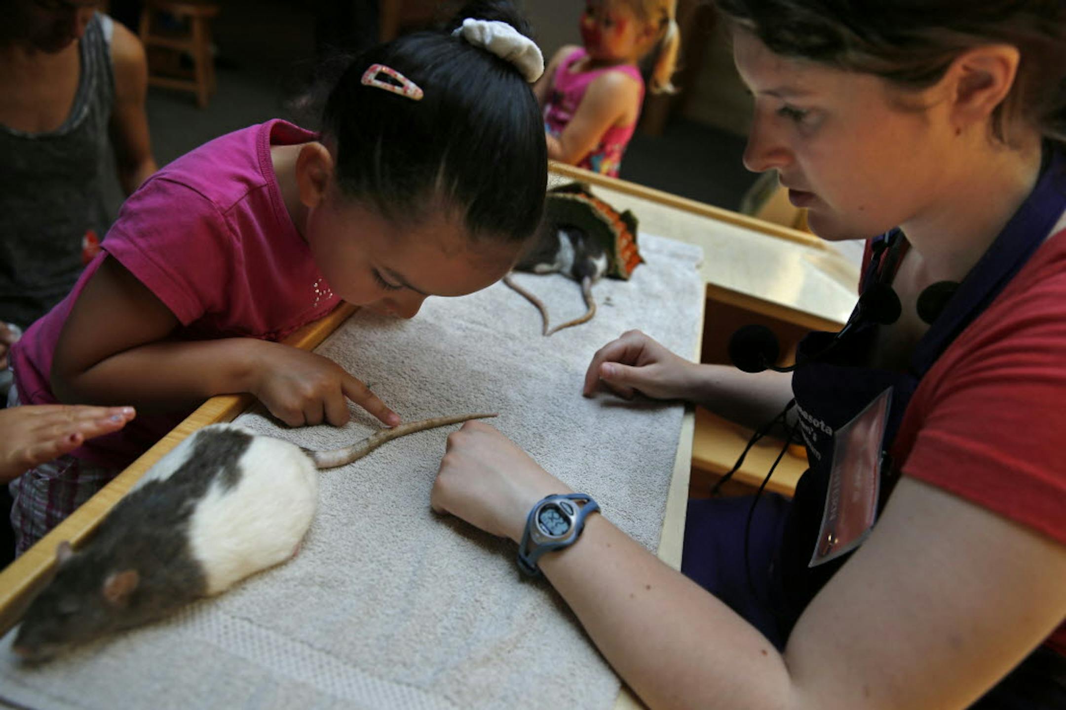 At the Minnesota Children's Museum in St. Paul, which has seen an uptick in donations in the past year, Hayley King, 5, enjoyed petting rats. Volunteer Laura Bretheim was giving instructions to pet the rats on the tail or back with a single finger.