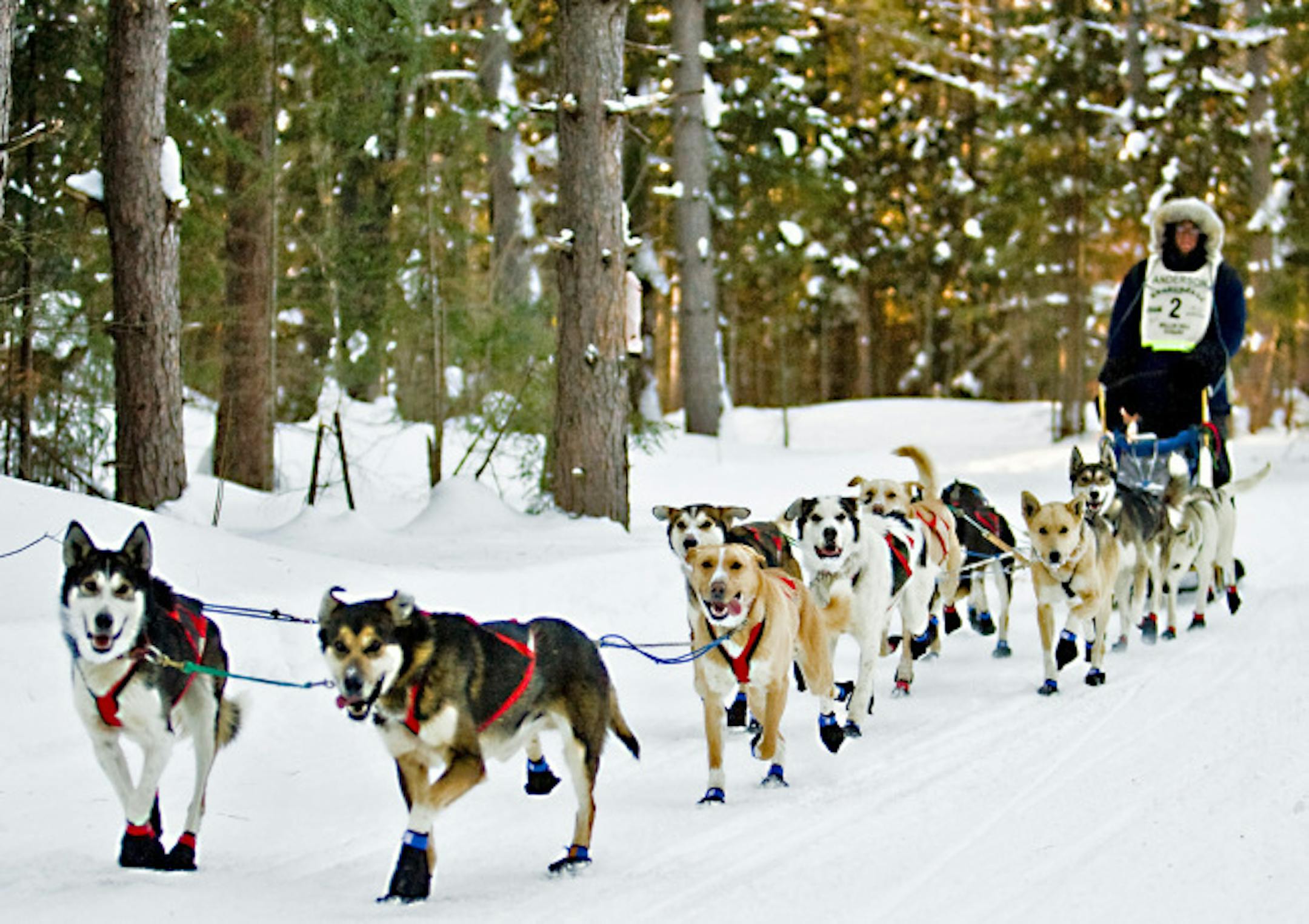 Musher Brian Anderson led his sled dogs down a trail during a running of the John Beargrease sled dog race along the North Shore.