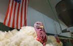 Two tom turkeys from Carl Wittenburg's flock of seven will head to the White House to be pardoned by President Trump. They have been specially raised 