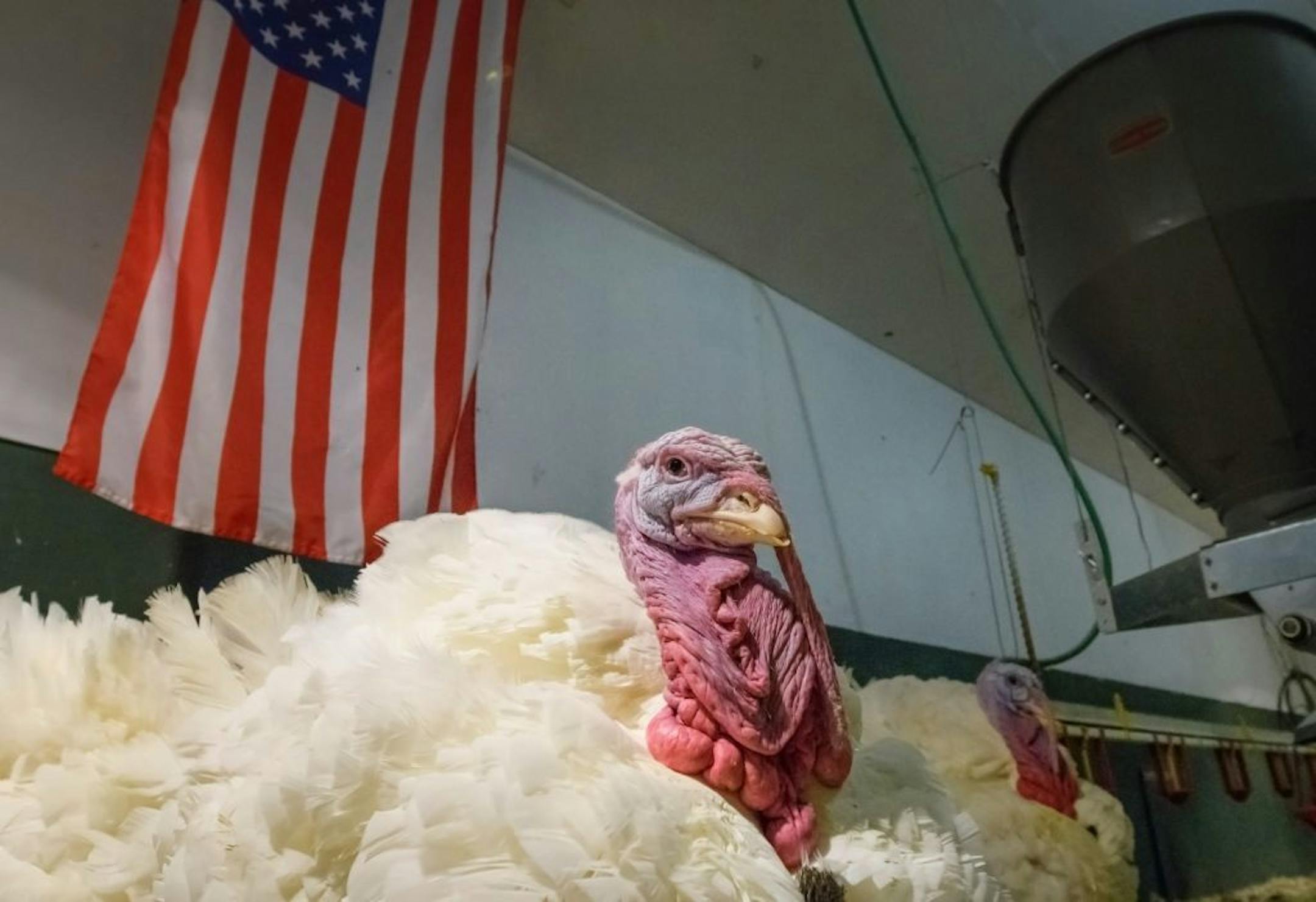 Two tom turkeys from Carl Wittenburg's flock of seven will head to the White House to be pardoned by President Trump. They have been specially raised by a group of 4-H girls to react well to human contact.