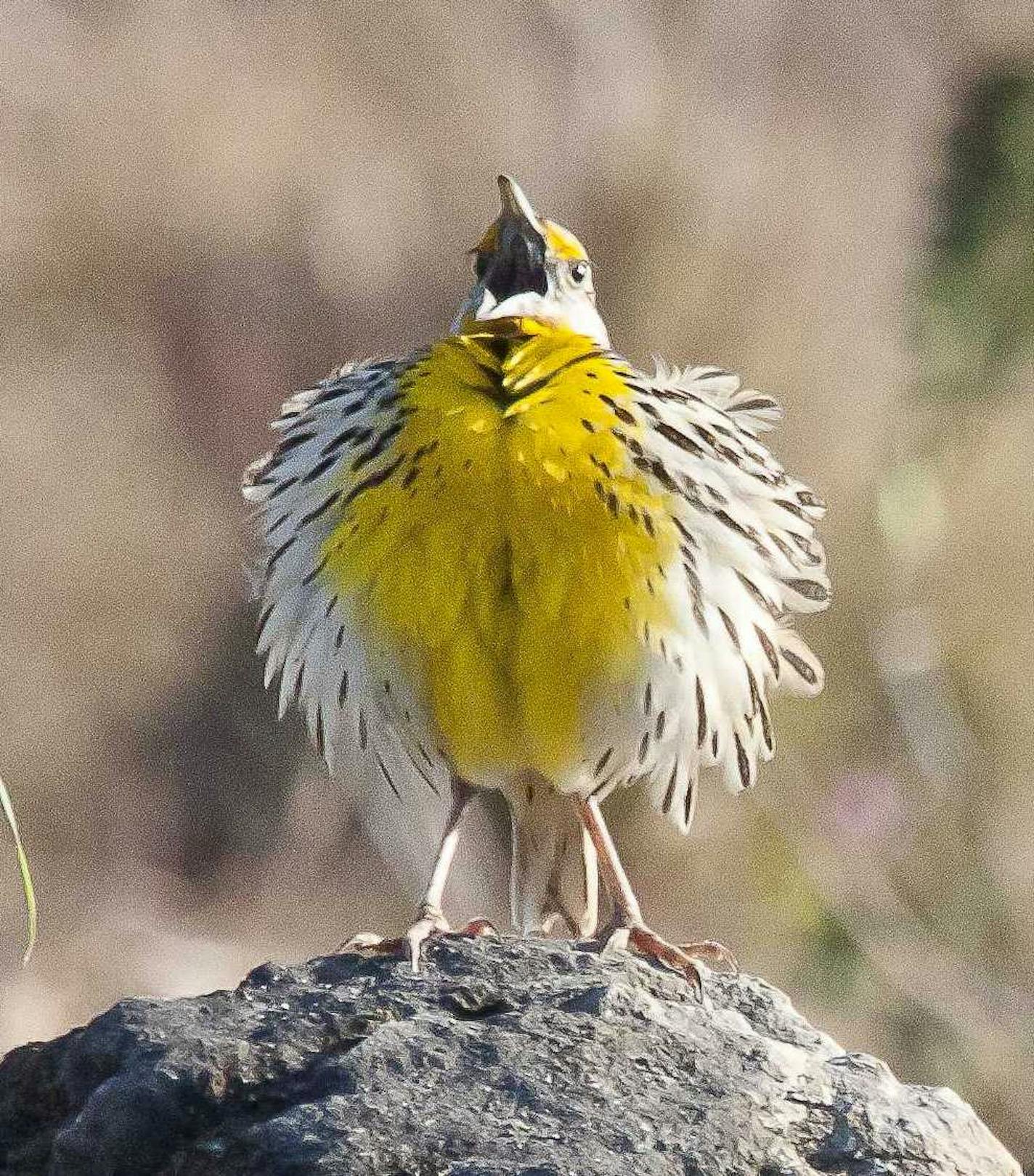 Photo by Carrol Henderson. Eastern Meadowlark