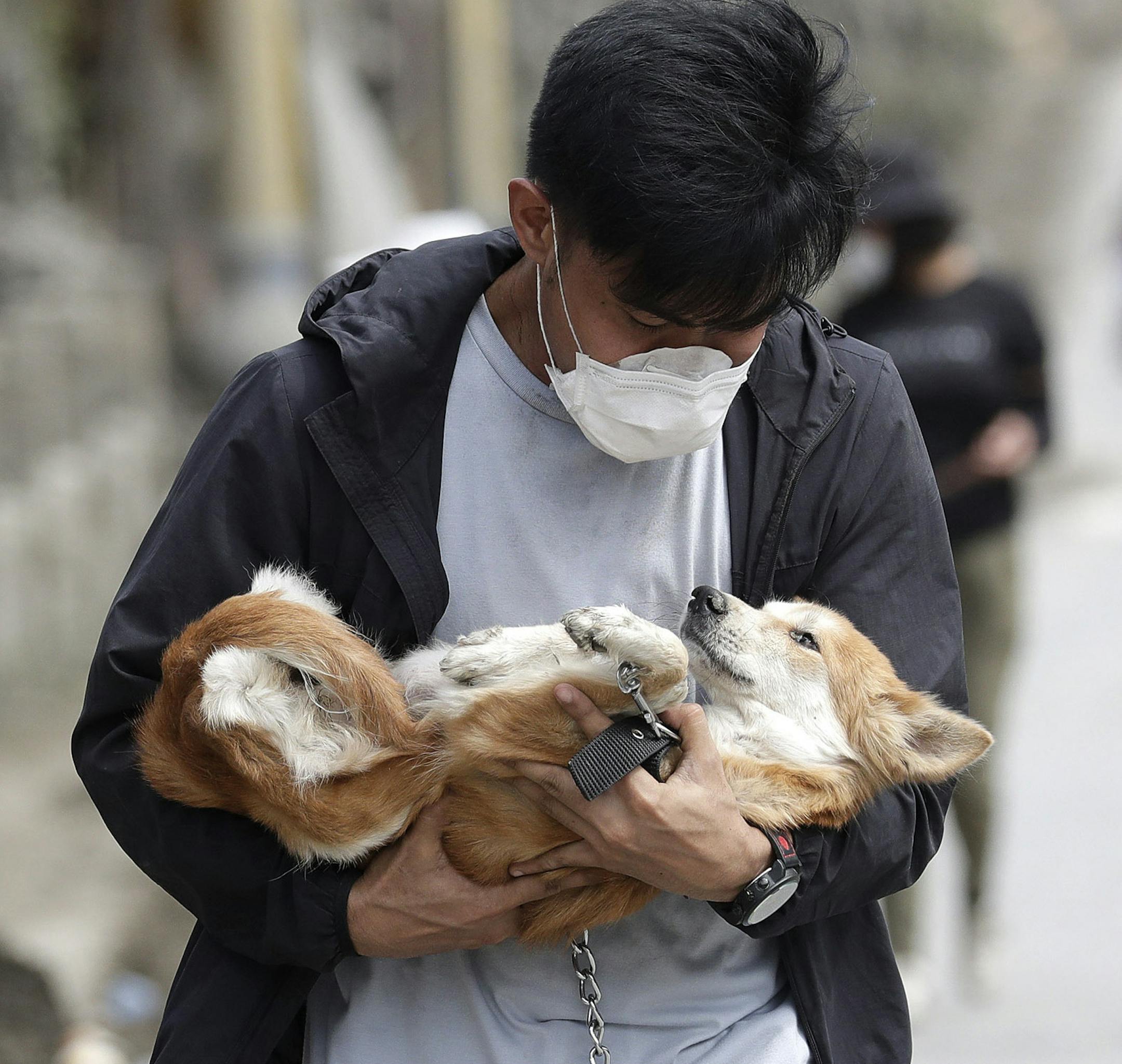 An animal volunteer carries a dog he rescued from deserted homes near Taal volcano as residents evacuated to safer grounds leaving some of their pets behind in Talisay, Batangas province, southern Philippines on Wednesday Jan.15, 2020. Taal volcano is spewing lava into the sky and trembled constantly, possibly portending a bigger and more dangerous eruption, as tens of thousands of people fled villages darkened and blanketed by heavy ash. (AP Photo/Aaron Favila)