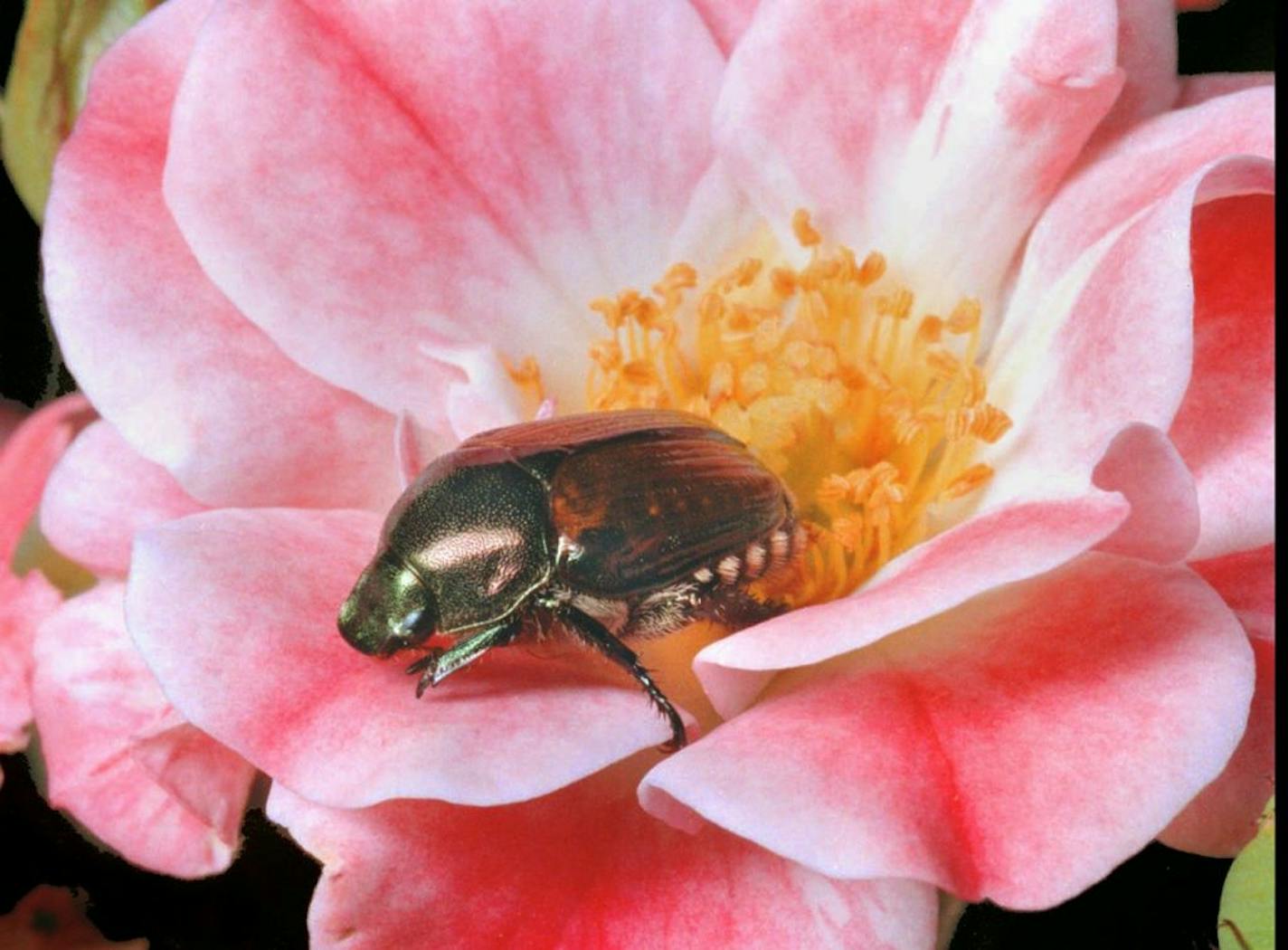 A Japanese beetle crawls on a small rose. Last year's wet weather provided excellent breeding conditions, and the insect is being seen feeding on backyard flora in above-average numbers across Maryland according to horticulture experts.