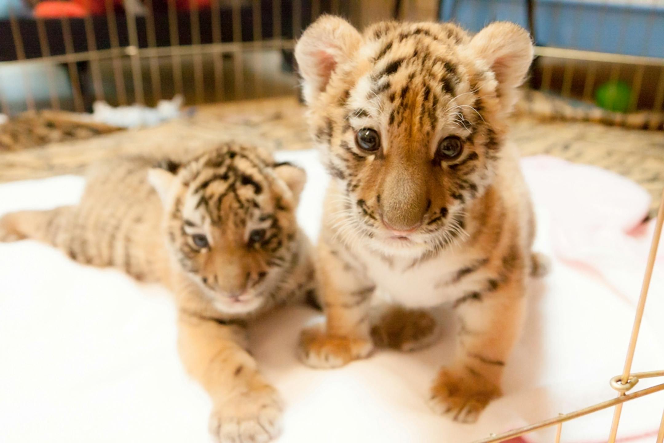 Amur tiger cubs bonded after meeting for the first time on Thursday, July 19, 2012.