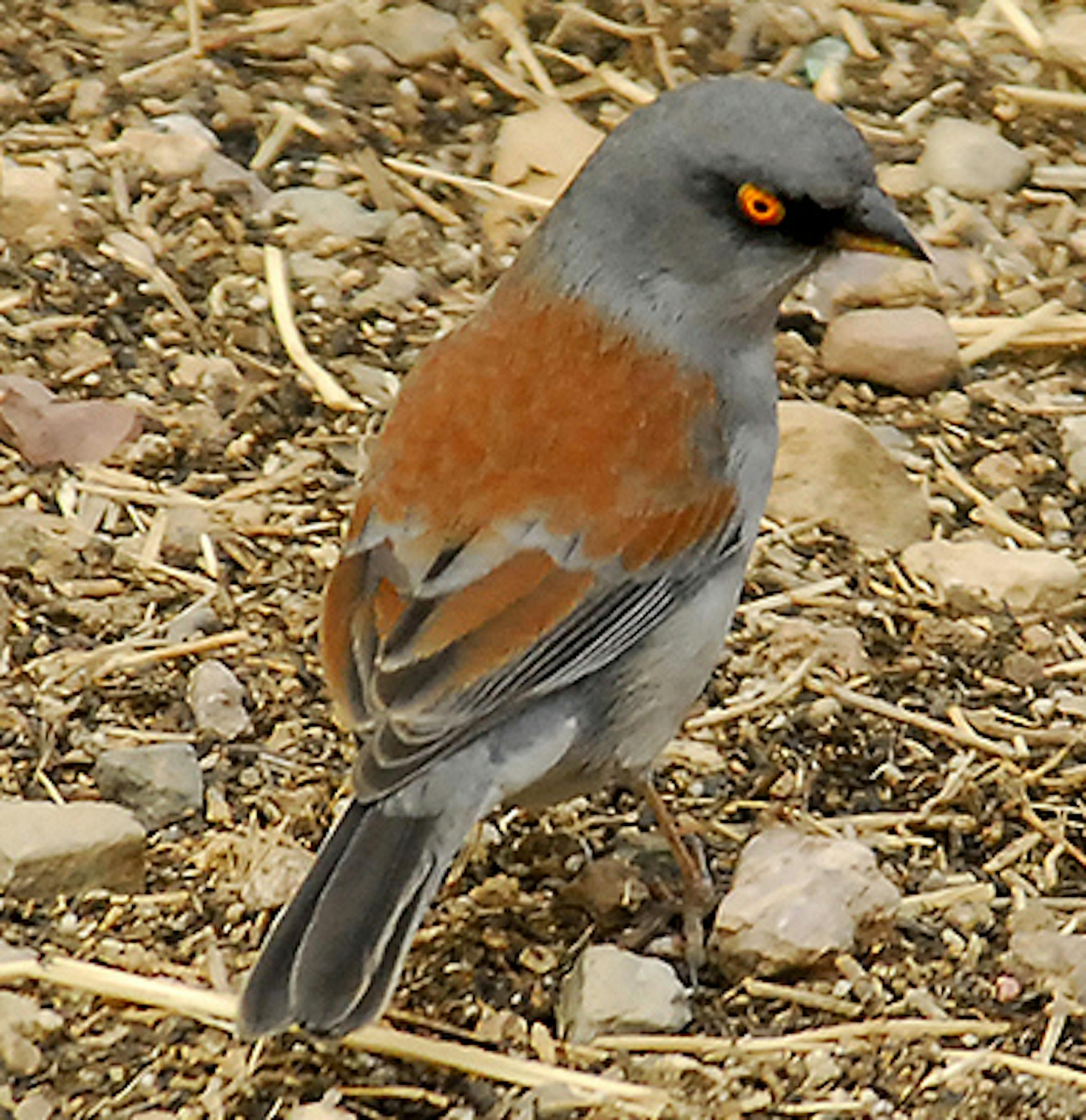 The juncos we see here in winter &#xf3; Dark-eyed Juncos &#xf3; breed throughout Canada. This bird, a Yellow-eyed Junco, breeds high in the Chiricahua mountains of southeastern Arizona, where it finds appropriate junco habitat.
credit: Jim Williams
