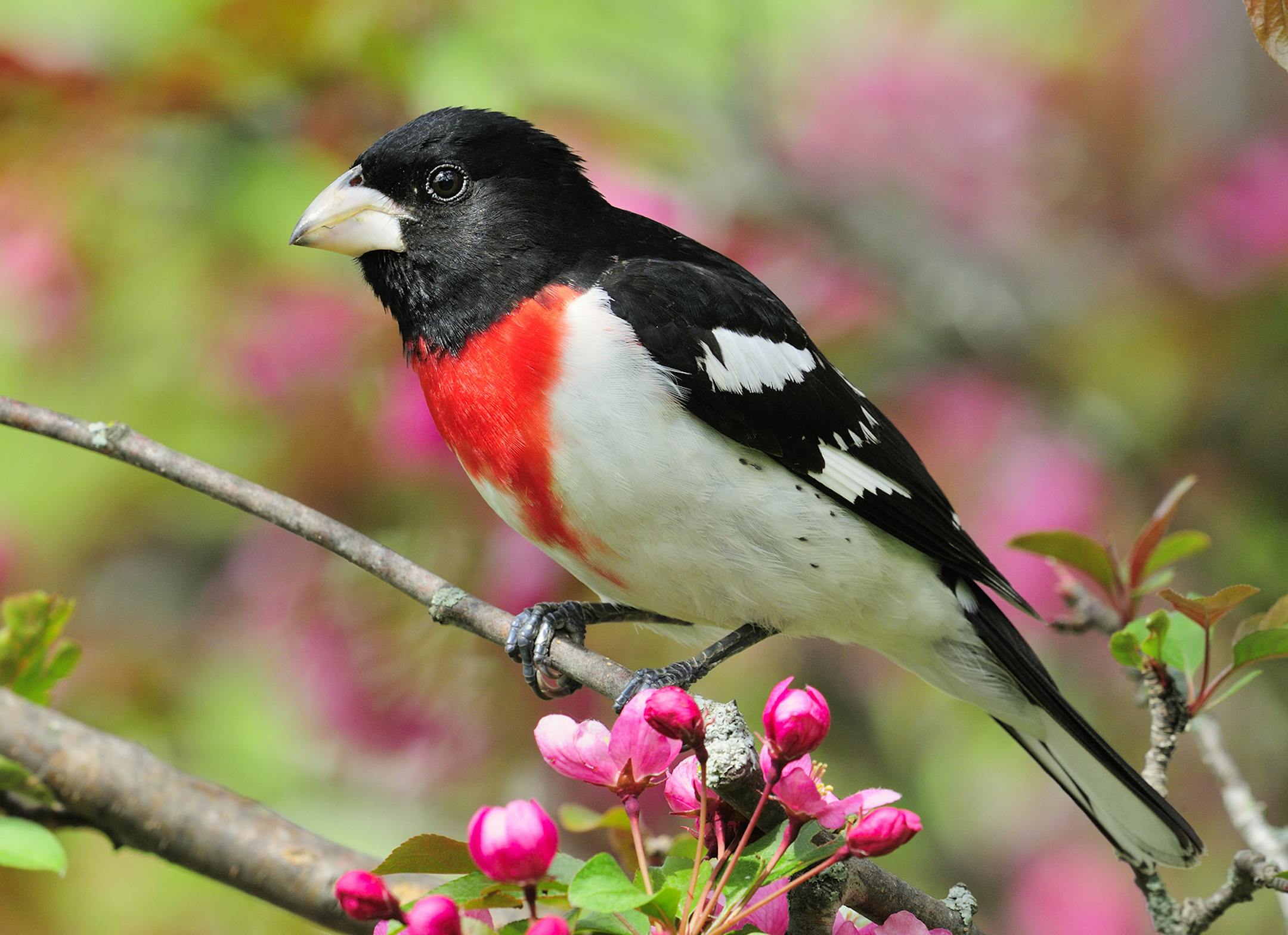 DO NOT USE! ONE-TIME USE WITH BILL MARCHEL COPY ONLY. Photo by Bill Marchel. A National Wildlife Federation "Certified Wildlife Habitat" will attract colorful birds like this male rose-breasted grosbeak.