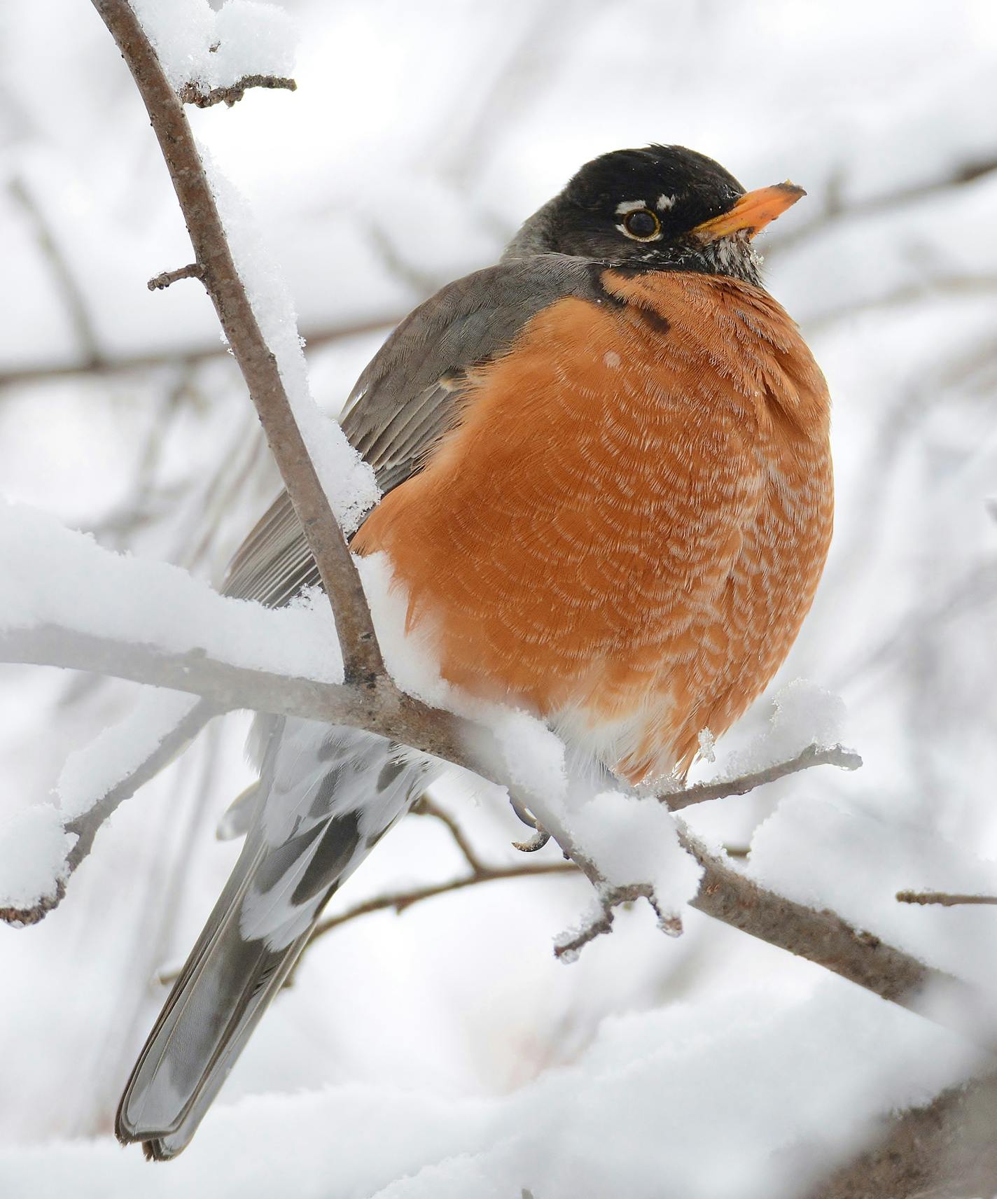 Nearly all the robins in our area in winter are males.