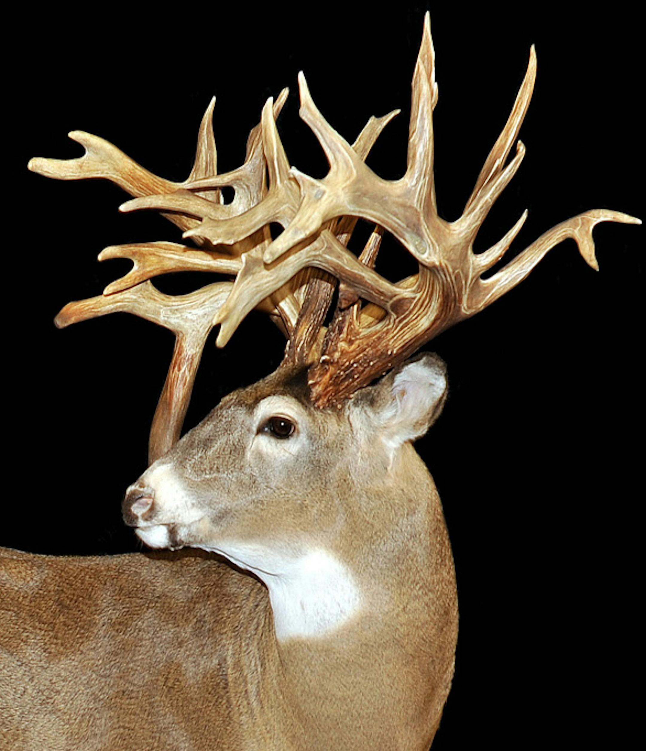 The Minnesota Monarch, world-record non-typical whitetail sheds found near Ely in 1989. It scored a phenomenal 334 inches under the Boone and Crockett scoring system. These are reproductions by Klaus Lebrecht.