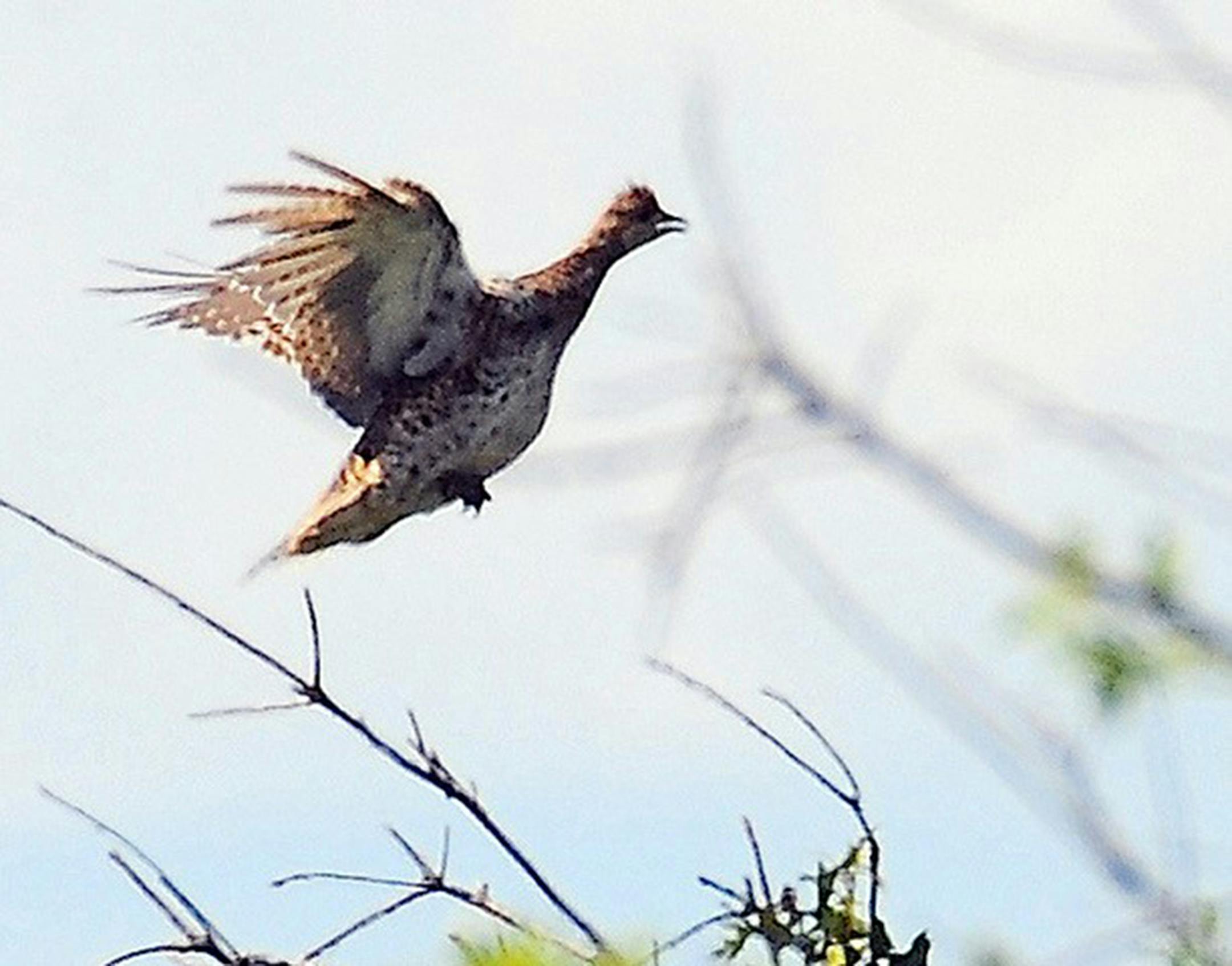 A sharp-tailed grouse, flushed from cover, cackles away. Jim Williams photo