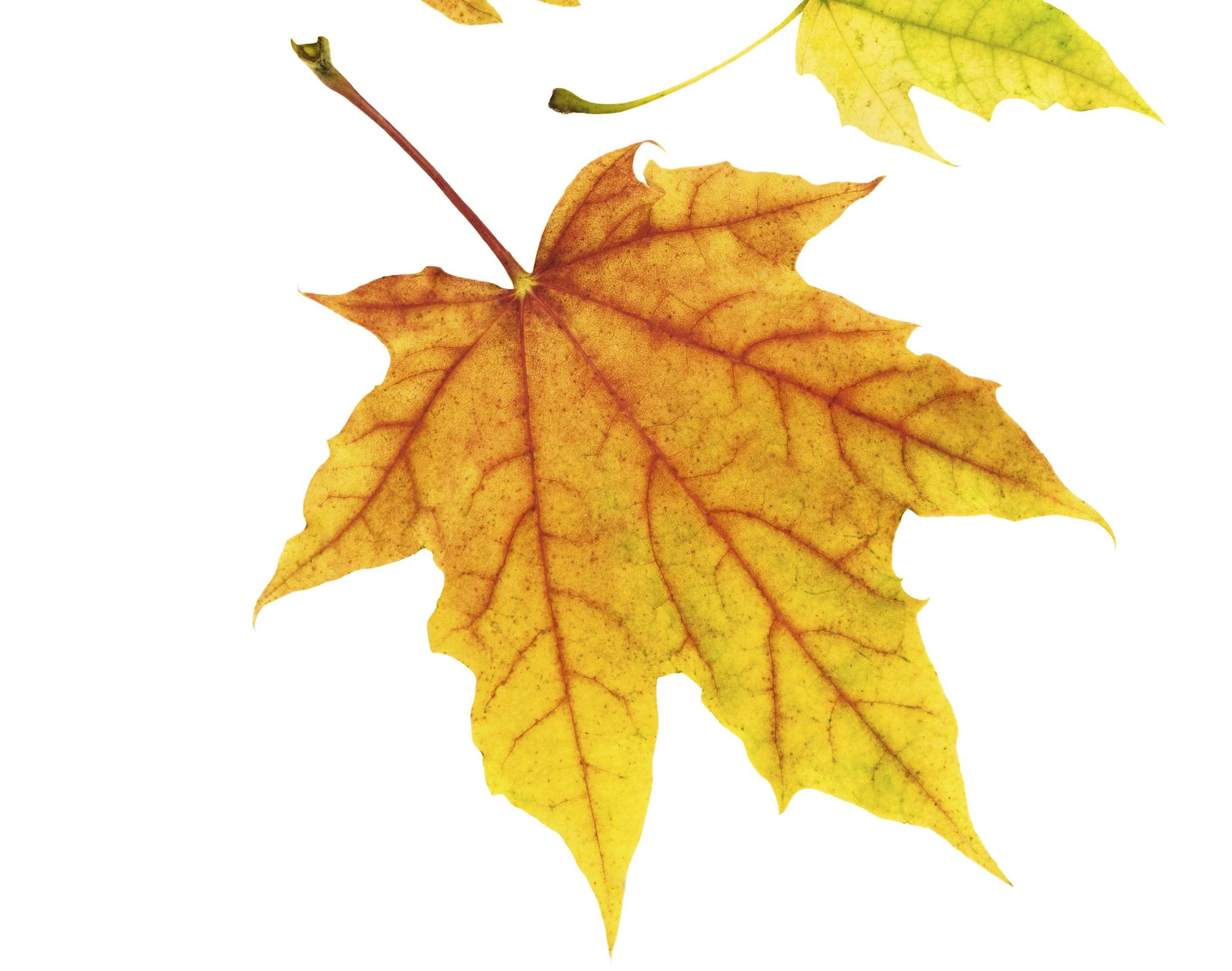 Three neat colorful maple leaves on white background, studio shot