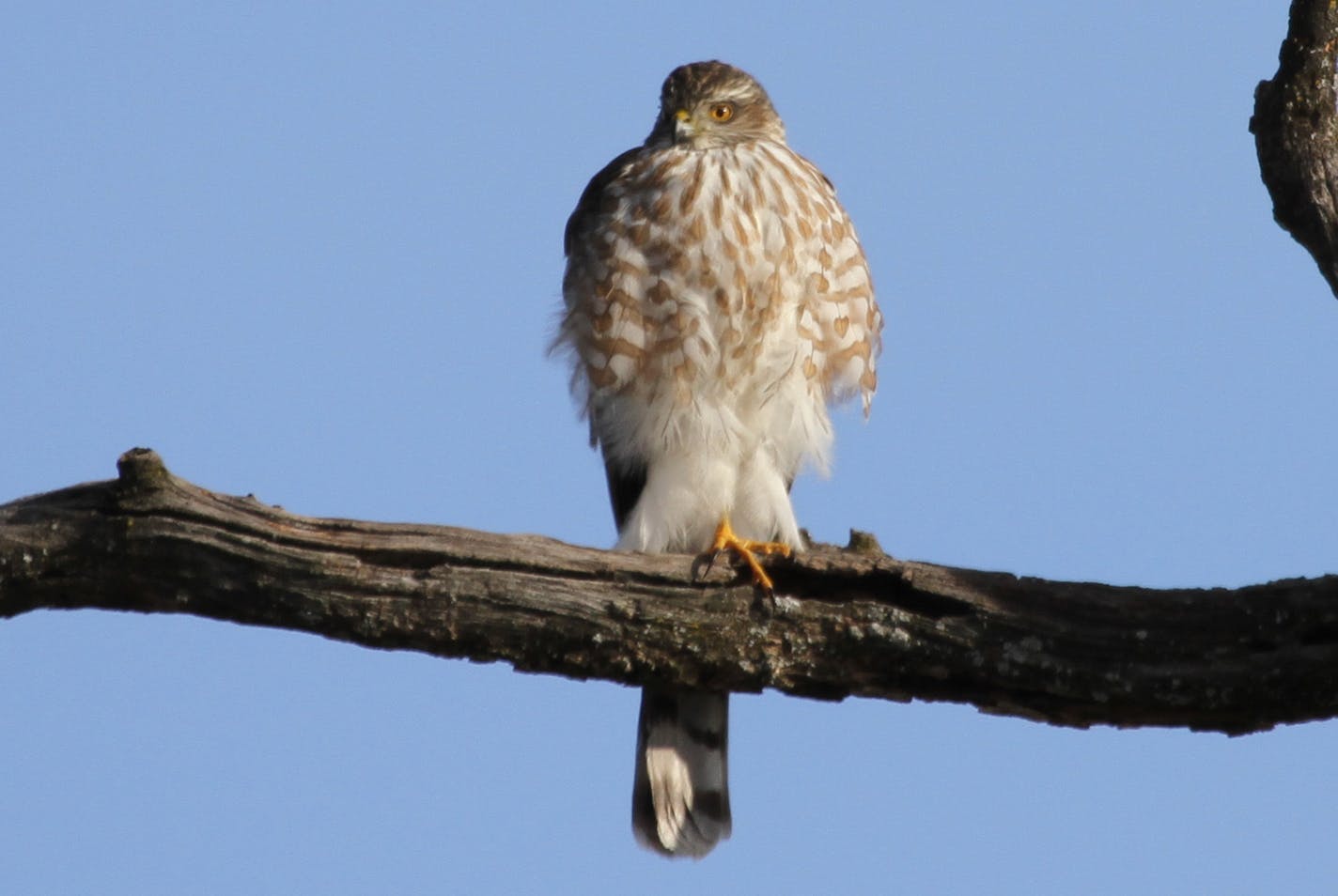 ] Photo by Don Severson A young Cooper&#x201a;&#xc4;&#xf4;s hawk (note the yellow eyes) keeps a sharp eye out for its next meal.