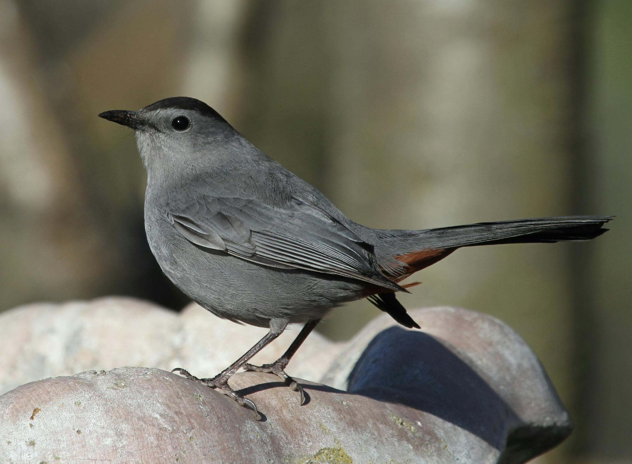 credit: Don Severson Gray catbirds spend the winter in coastal areas where insects and fruit are abundant.