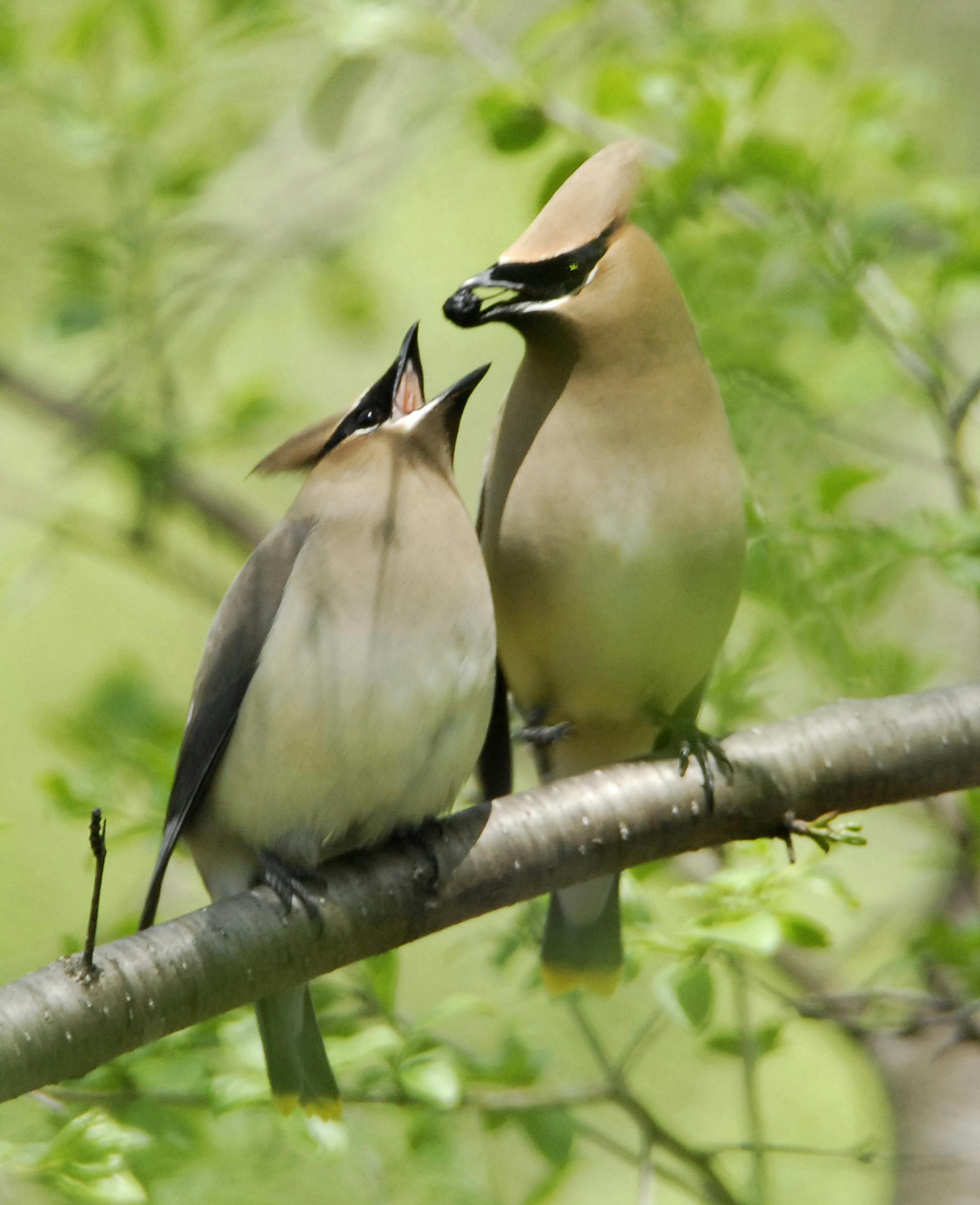 Credit: Jim Williams In Focus: A waxwing courtship