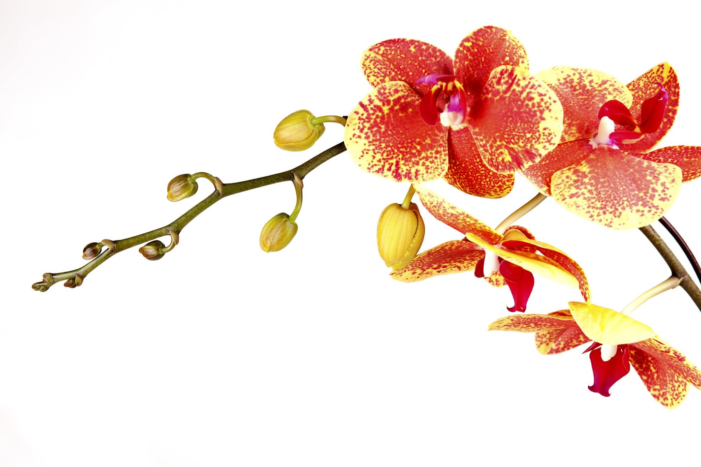 The moth orchid, or phalaenopsis, grown in the Costa Farms, an international wholesale nursery, in Goulds, Fla., on Oct. 29, 2010. On household plants, many gardeners will install a light-loving plant in an east- or west-facing window, but it may not be placed close enough to the glass: if your hand casts shadow in that light &#x2013; it is strong enough. (Oscar Hidalgo/The New York Times) ORG XMIT: MIN2013032115542475