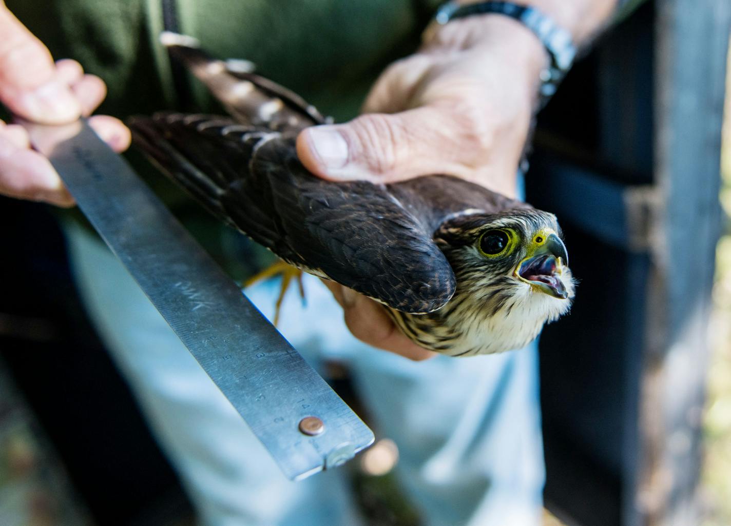 Each bird is measured, banded and released. This is a young male Merlin. ] MARK VANCLEAVE &#xef; mark.vancleave@startribune.com * Frank Taylor and his wife Trudi have been catching, banding and releasing hawks from the same field near Knife River for 48 years. Photographed Sunday, Sept. 10, 2017.