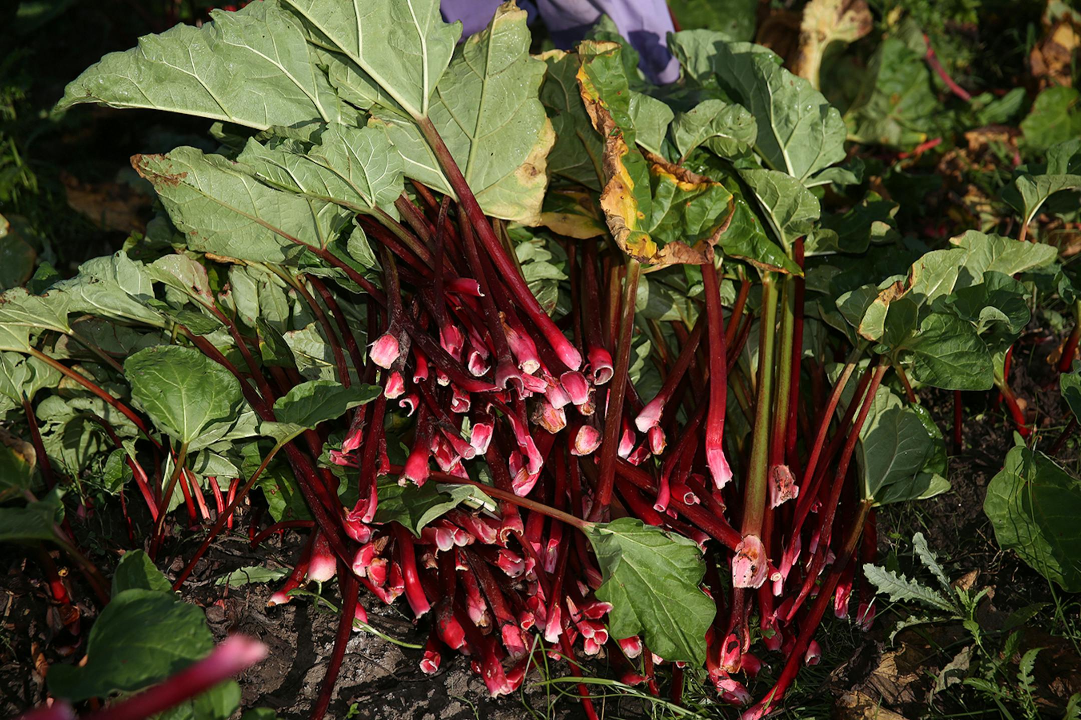 Rhubarb awaits trimming and a trip to the Farmers� Market.
