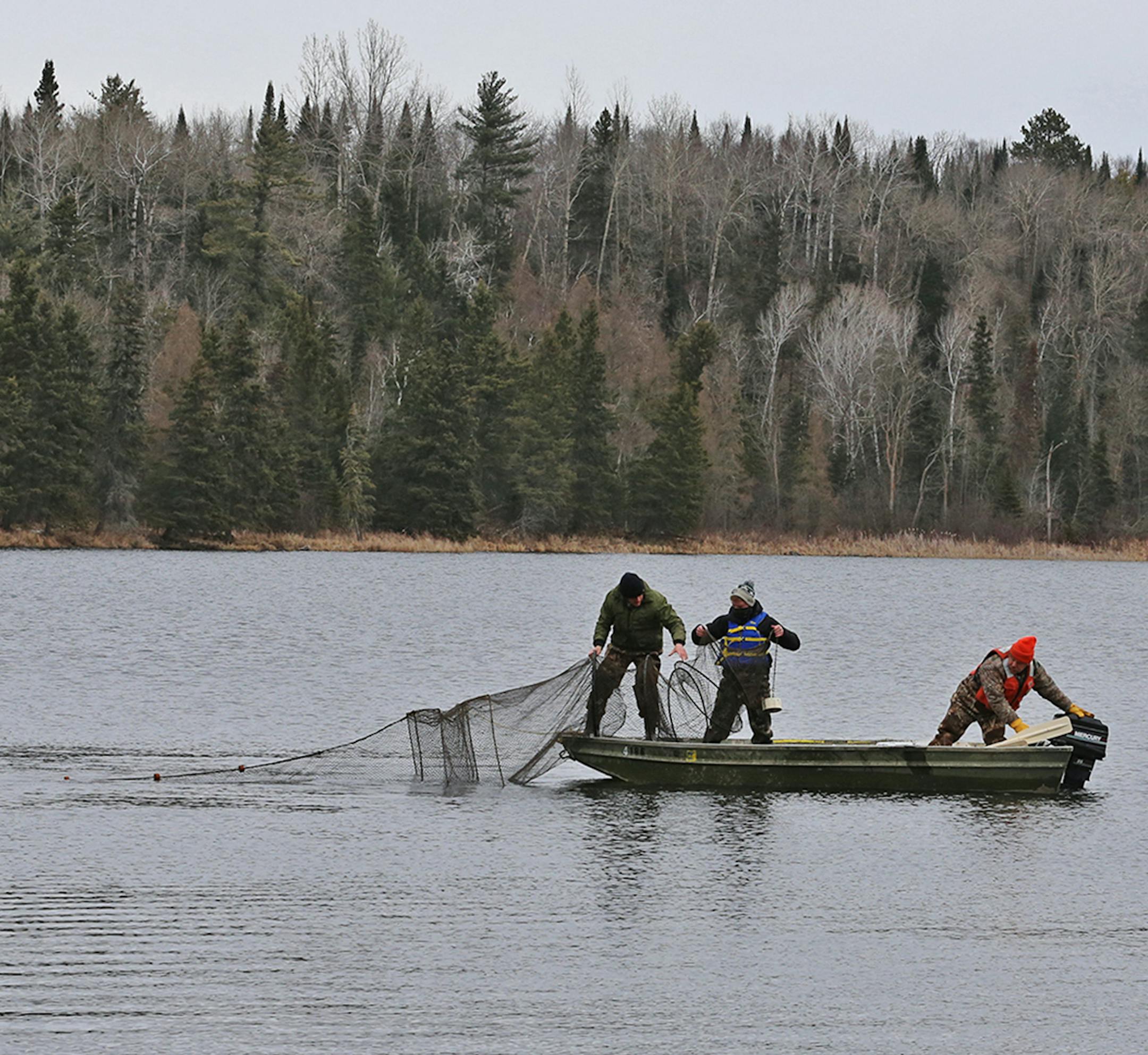 Dallas Hudson of rural Akeley, Minn., along with two Bemidji State University students, checked nets on a recent chilly morning for northern pike, bluegills and other fish. The research project has underscored how fragile north pike populations are, and especially how vulnerable older pike are to anglers.