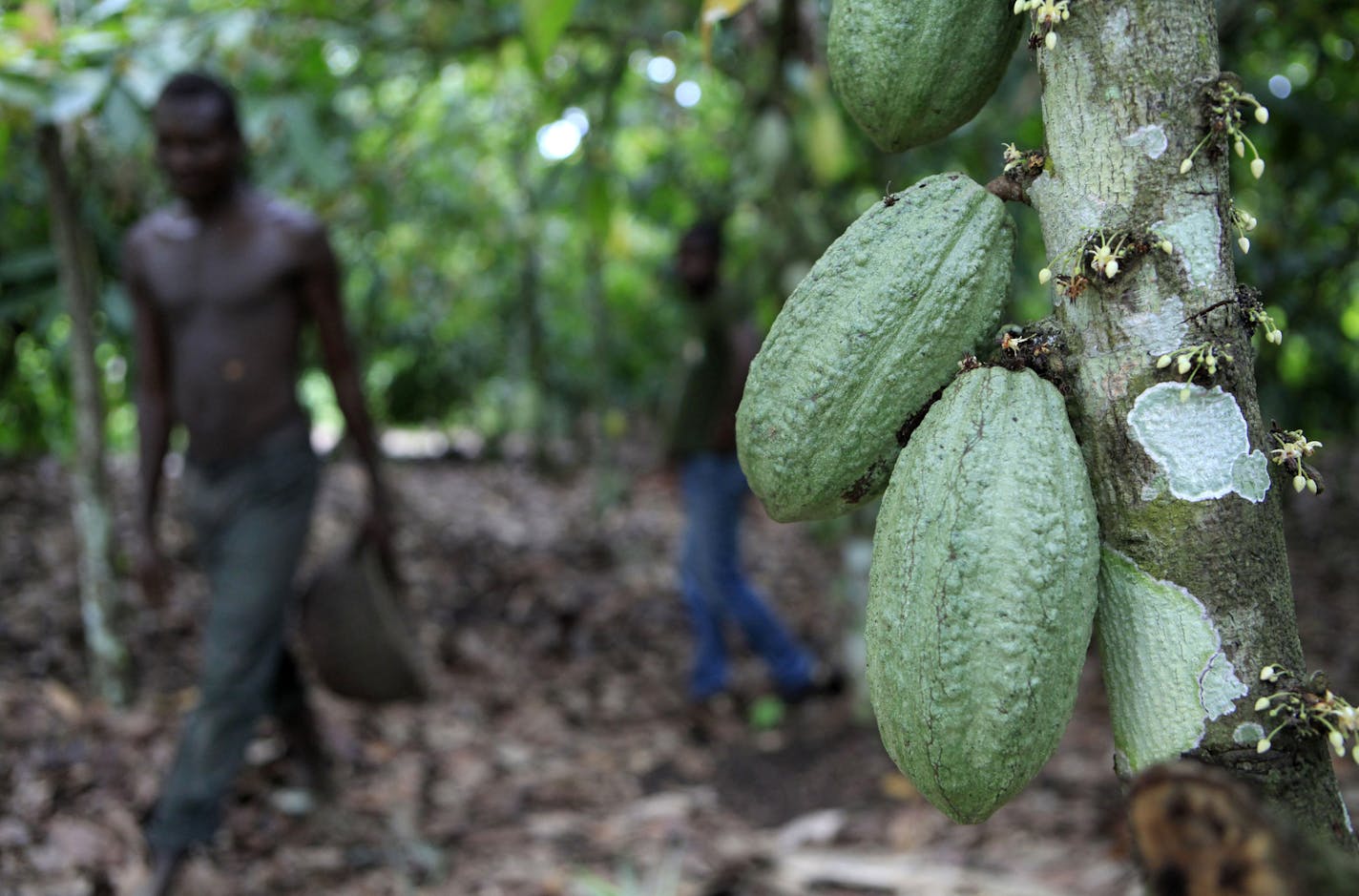 In this photo taken Tuesday, May 31, 2011, farmer Issiaka Ouedraogo walks past cocoa pods growing on a tree, on a cocoa farm outside the village of Fangolo, near Duekoue Ivory Coast. The world's largest cocoa producer resumed exports in mid-May, following the end of a months-long political standoff between democratically elected president Alassane Ouattara, and incumbent Laurent Gbagbo, who refused to step down after losing November elections. Cocoa exports came to a halt in January when Ouattar