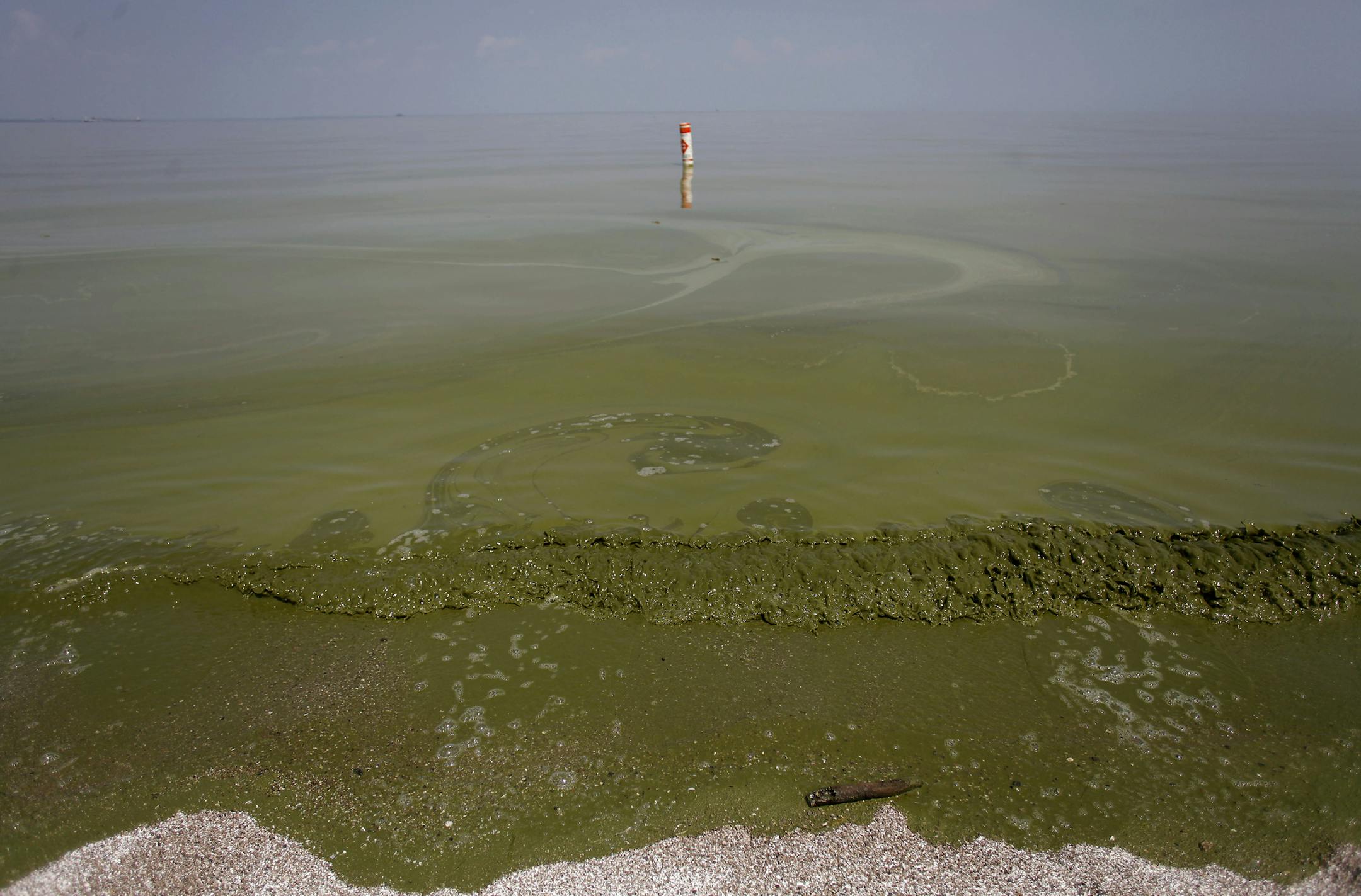 Lake Eerie's algae infested water washes ashore at Maumee Bay State Park public beach in Oregon, Ohio, Aug. 4, 2014. Toledo officials lifted a two-day ban on the use of the city's drinking water Monday, saying tests showed that levels of a powerful toxin created by algae blooms in adjacent Lake Erie had dropped to a point that no longer threatened people‚Äôs health.(Joshua Lott/The New York Times)