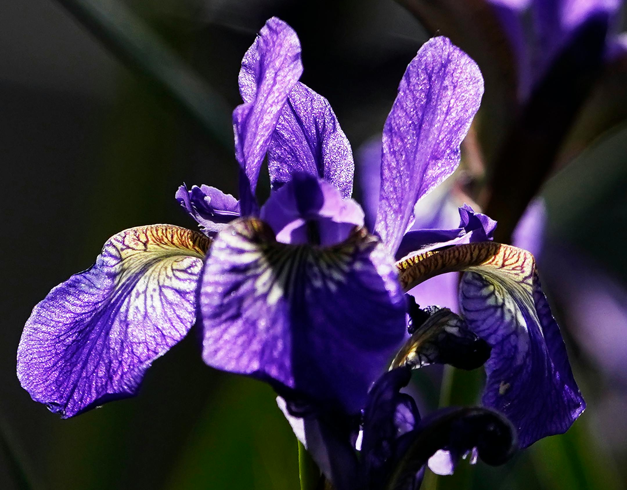 The sun illuminates the pedals of a "Caesar's Brother" iris.