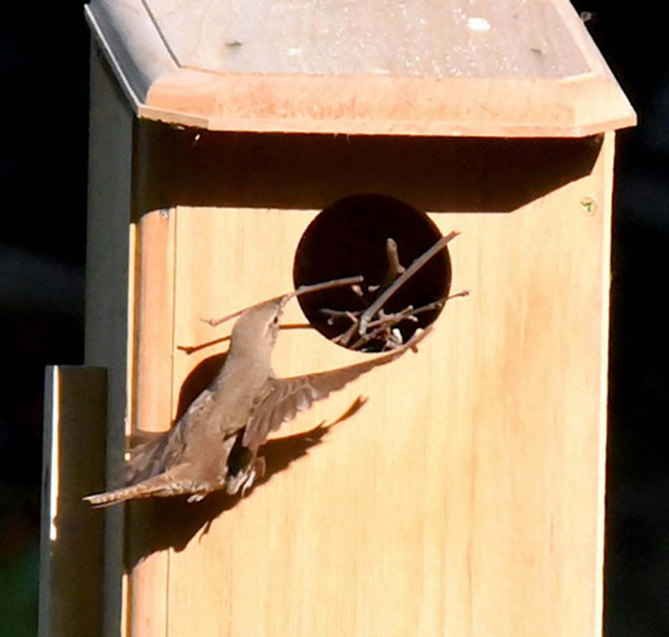 This pair of house wrens worked fast to deliver sticks for the nest they were building. Jim Williams photo