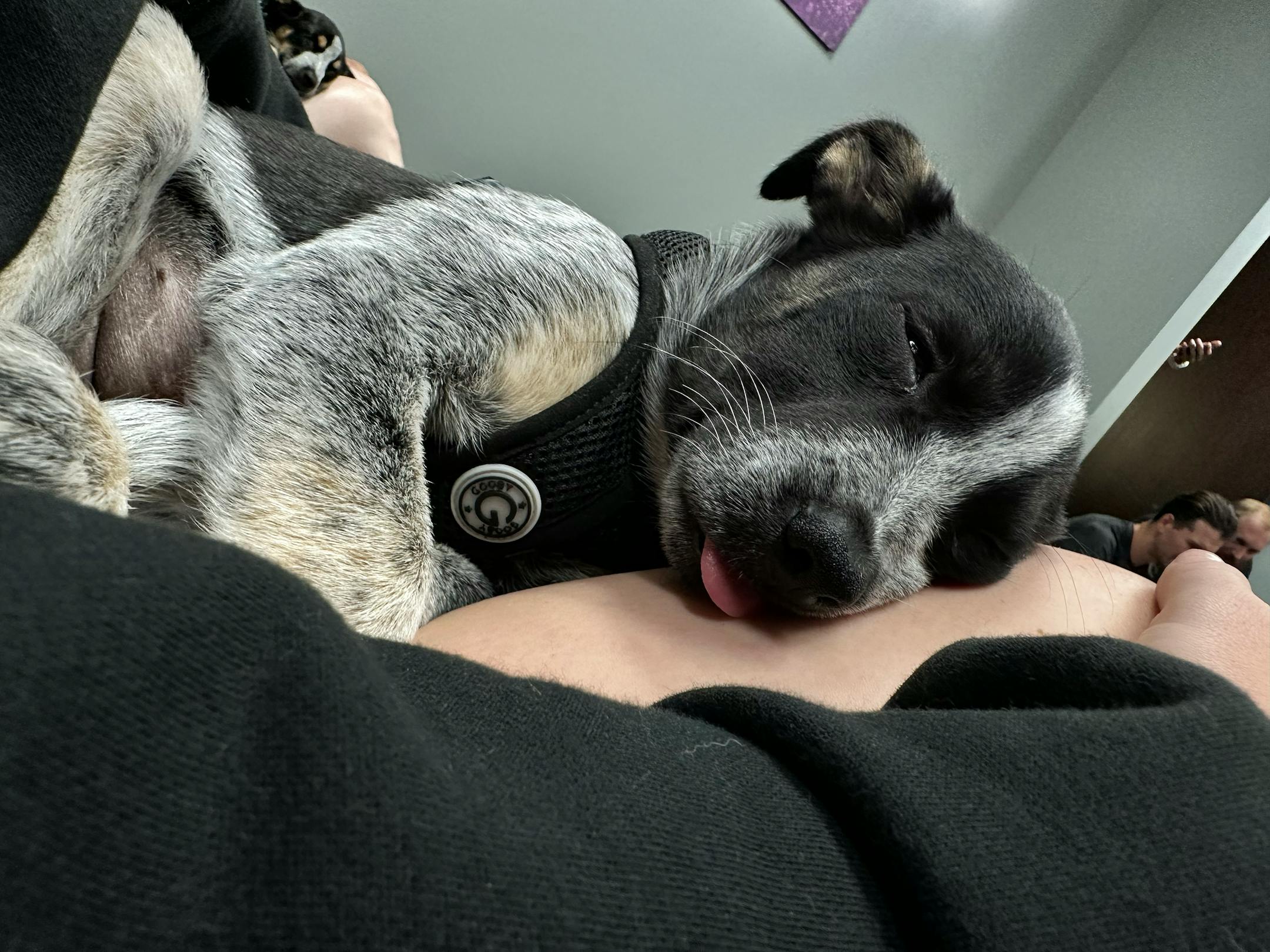 A Minnesota animal rescue group got an unusual request from crew members in town for Ed Sheeran's concert Saturday at U.S. Bank Stadium. They wanted to play with puppies. The concert workers sent a message to Princeton-based Ruff Start Rescue asking the non-profit if it could help put together a puppy party to help crew members relax before the concert.