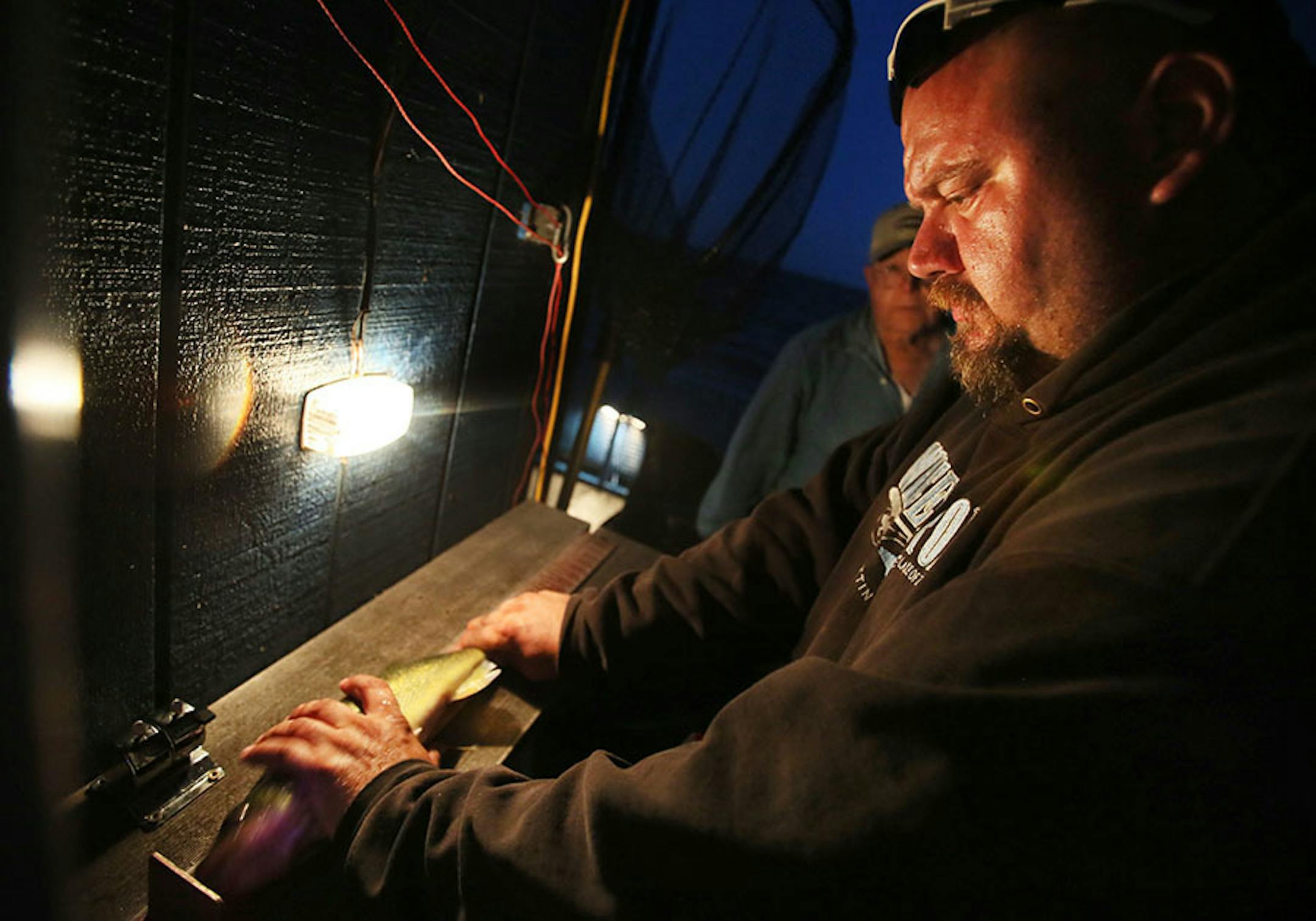 Travis Koster, Twin Pines Resort boat captain and fishing guide, measures a 21 1/2 inch walleye that was released Wednesday, July 29, 2015, caught by client Barb Stirling of Iowa during an evening excursion on Lake Mille Lacs.