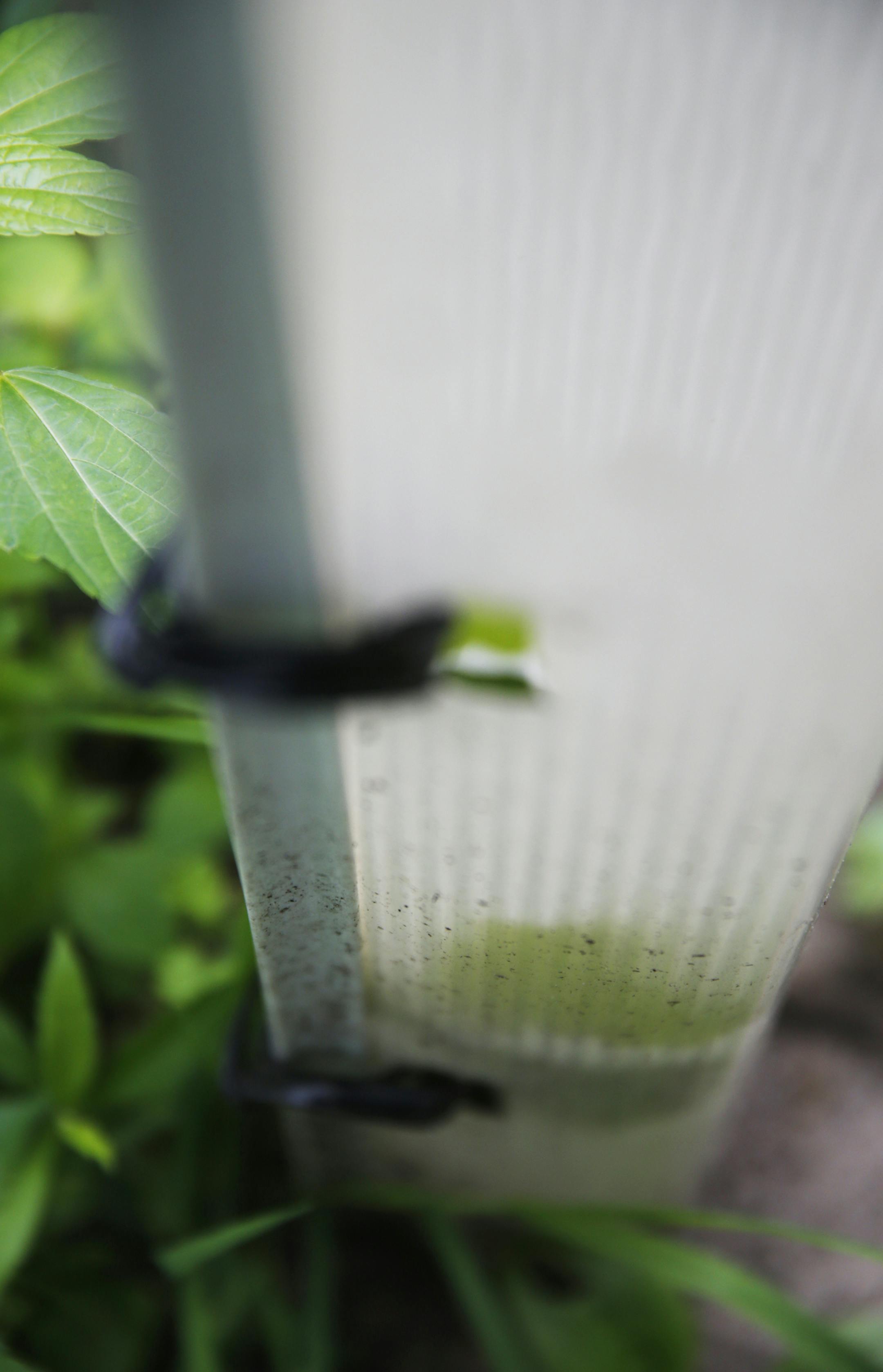 This bur oak seedling is expected to grow a healthy root system and remain protected from the elements, thanks to its tube.
