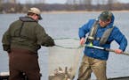 DNR fisheries biologists and other staff trap walleyes in the spring to produce eggs that eventually will be stocked as fry or fingerlings.