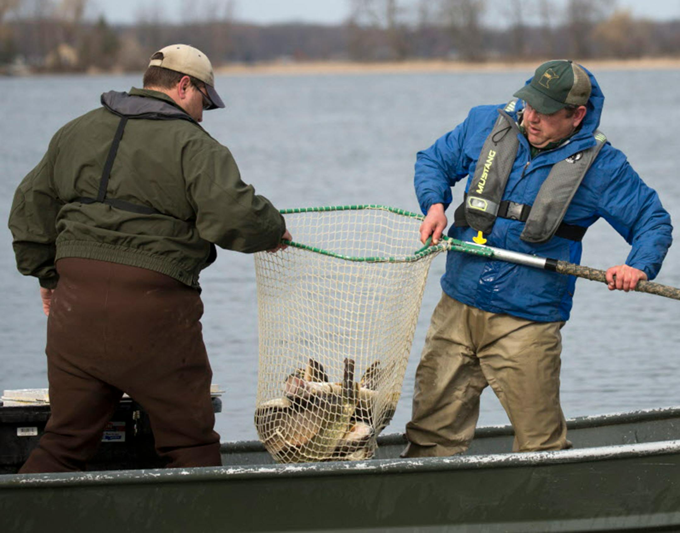 DNR fisheries biologists and other staff trap walleyes in the spring to produce eggs that eventually will be stocked as fry or fingerlings.