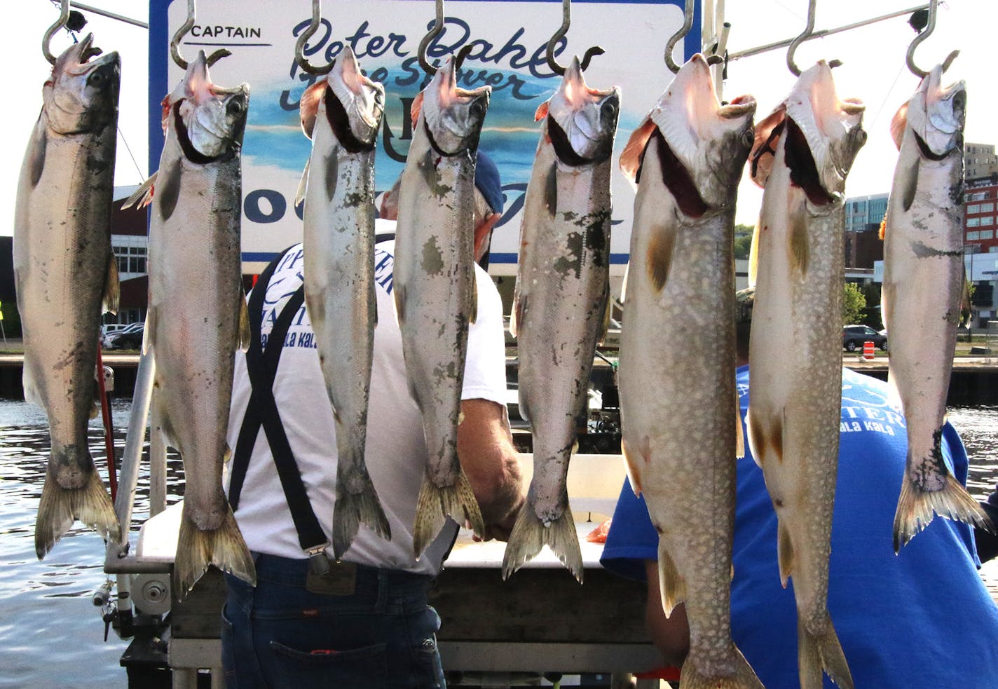 Peter Dahl, a longtime North Shore charter boat captain, cleans a catch of coho salmon and lake trout caught earlier this month in Duluth Harbor. His customers caught the fish in the top five feet of water within a couple of miles of Canal Park's Aerial Lift Bridge.