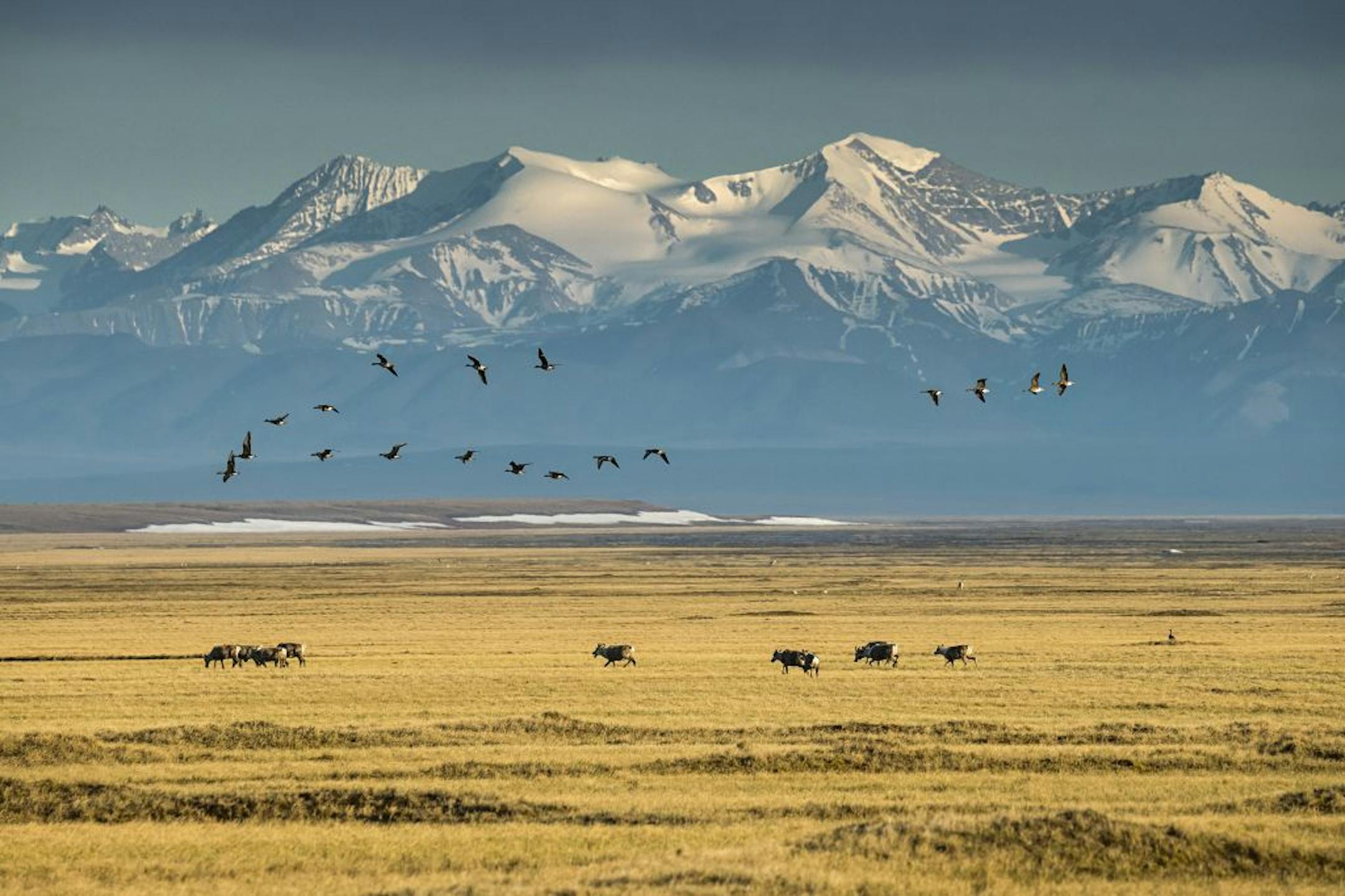 Wildlife in front of the peaks of the Brooks Range in the Arctic National Wildlife Refuge in Alaska, June 20, 2019. The Trump administration announced Nov. 16, 2020, it would begin selling oil leases for the Arctic National Wildlife Refuge in Alaska.