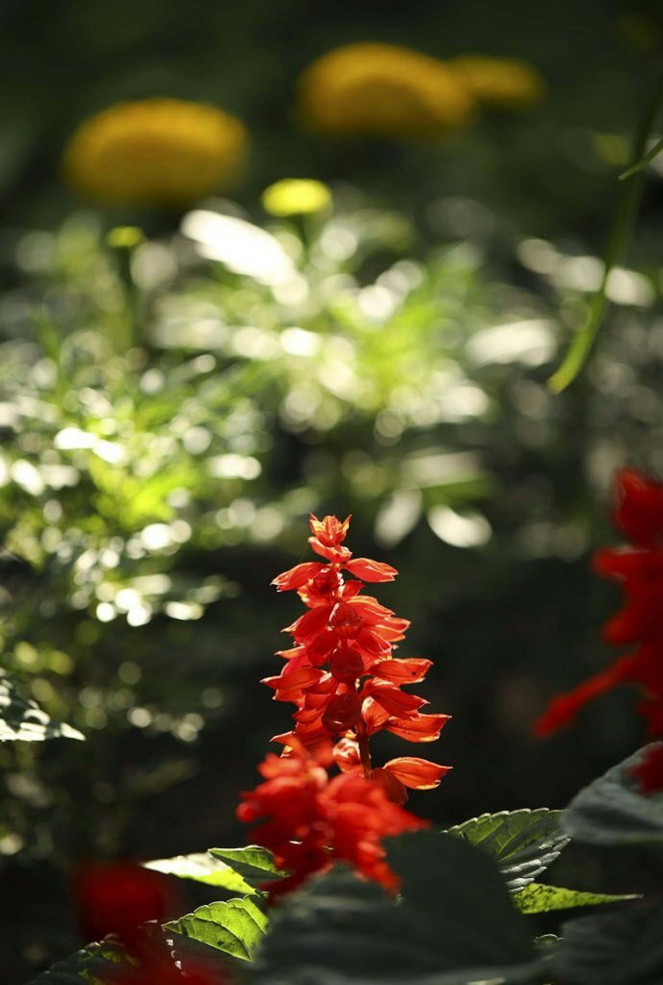 Flowering plants add pops of color to the hostas,