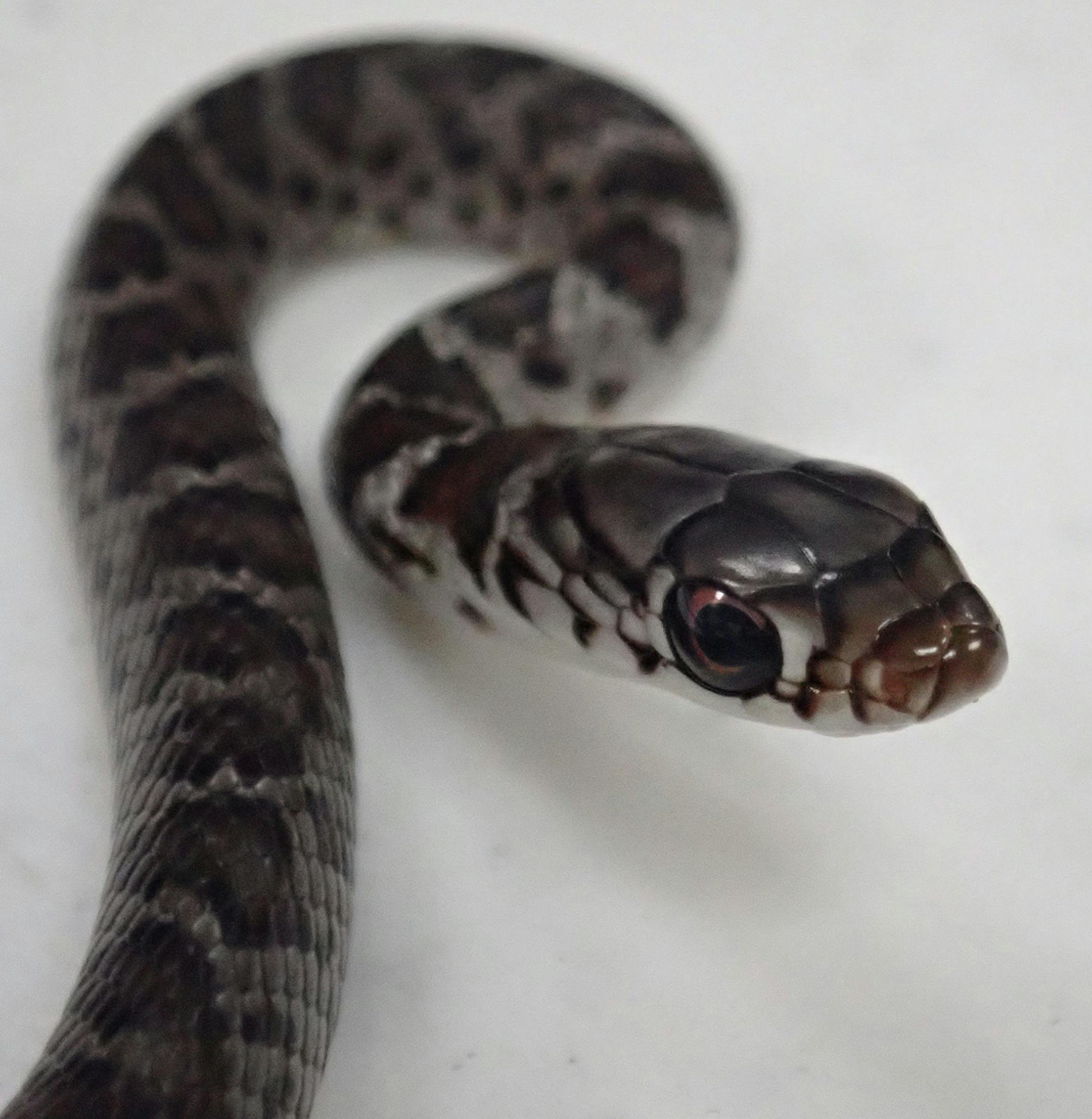This non-venomous southern black racer somehow crawled into the backpack of a Virginia man who flew from Fort Lauderdale to Hawaii for vacation. (Hawaii Department of Agriculture/TNS) ORG XMIT: 1336957