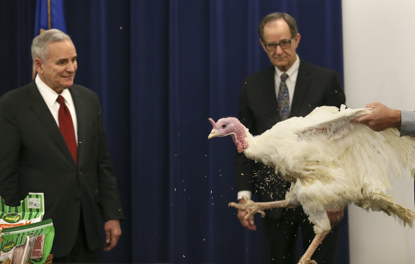 Governor Mark Dayton kicked off Thanksgiving week with an appearance with "Aaron" the 40 lb. turkey (Named after Green Bay QB Aaron Rodgers) After a bit of ruffled feathers, the turkey settled down with the calming touch of the Governor. Here, Governor Dayton watches as Turkey farmer Robert Orsten lifts "Aaron" on to the table. Agriculture Commissioner Dave Frederickson (center).] Brian.Peterson@startribune.com St. Paul, MN - 11/23/2015