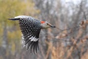 Red-bellied woodpecker with seed. Jim Williams photo
