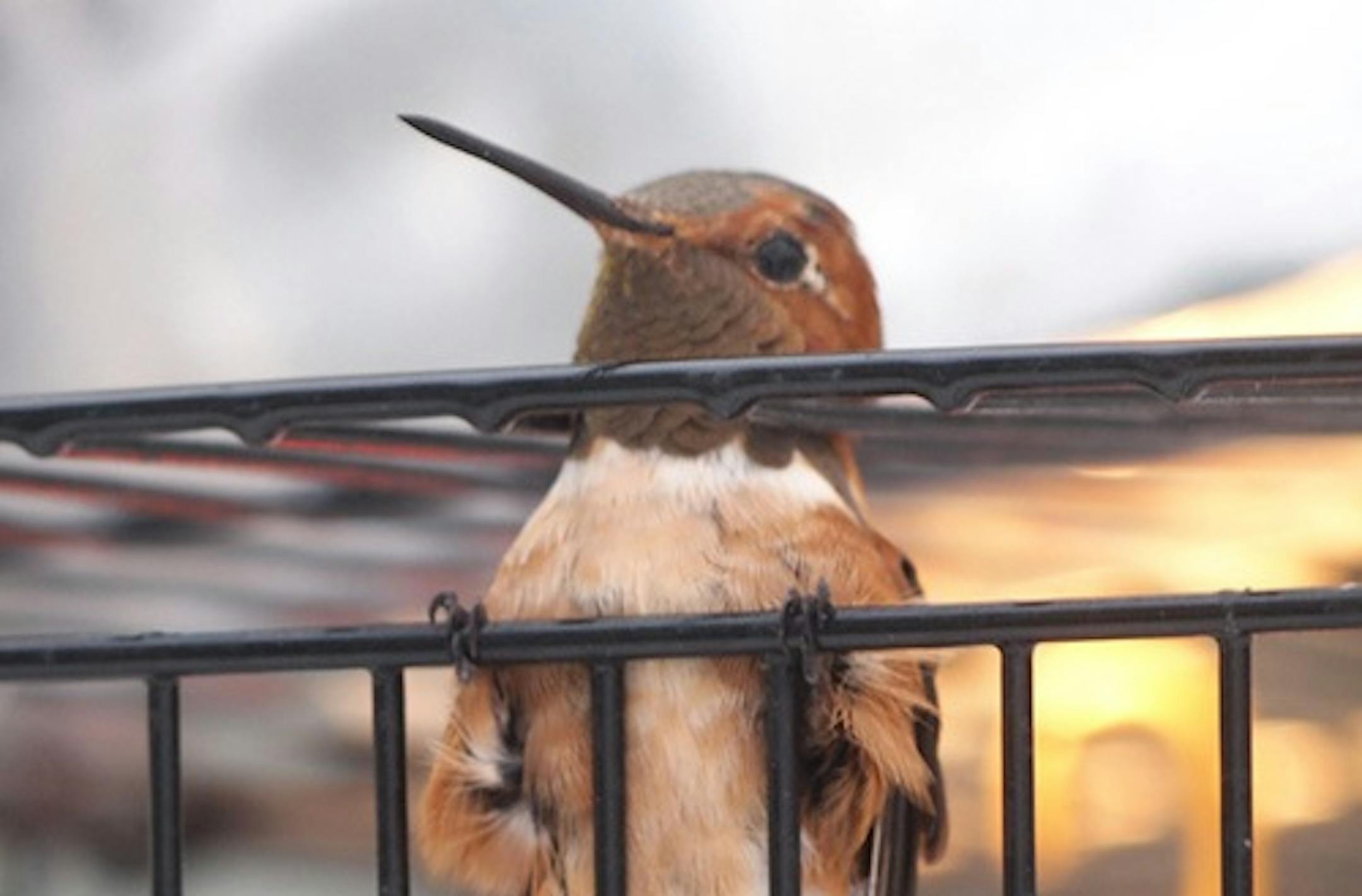 A wayward hummingbird captured in a St. Paul yard Tuesday afternoon has avoided what might have been a cold and anonymous death. A plane ride will transport the bird to Arizona, closer to where it belongs.