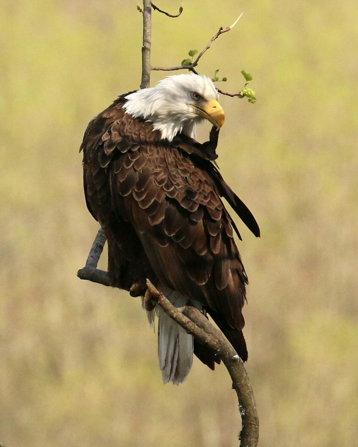 photo by Phyllis Terchanik (one-time use only) A bald eagle