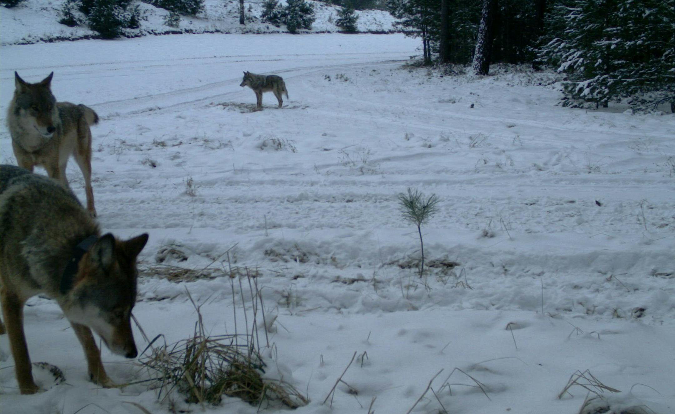 A camera trap photo of a three members of a wolf pack in Saxony, Germany. The photo was taken by a motion sensitive camera on Jan. 19, 2013. (Courtesy of LUPUS Institute for Wolf monitoring and research)