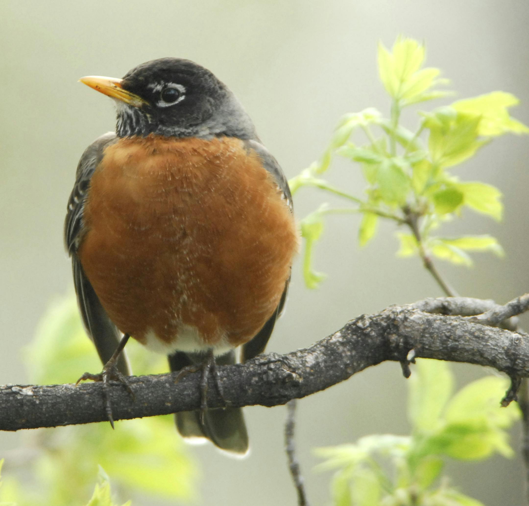 American robin ORG XMIT: MIN2014072209335014