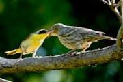 A common yellowthroat warbler feeds the much-larger cowbird chick it was fooled into raising.