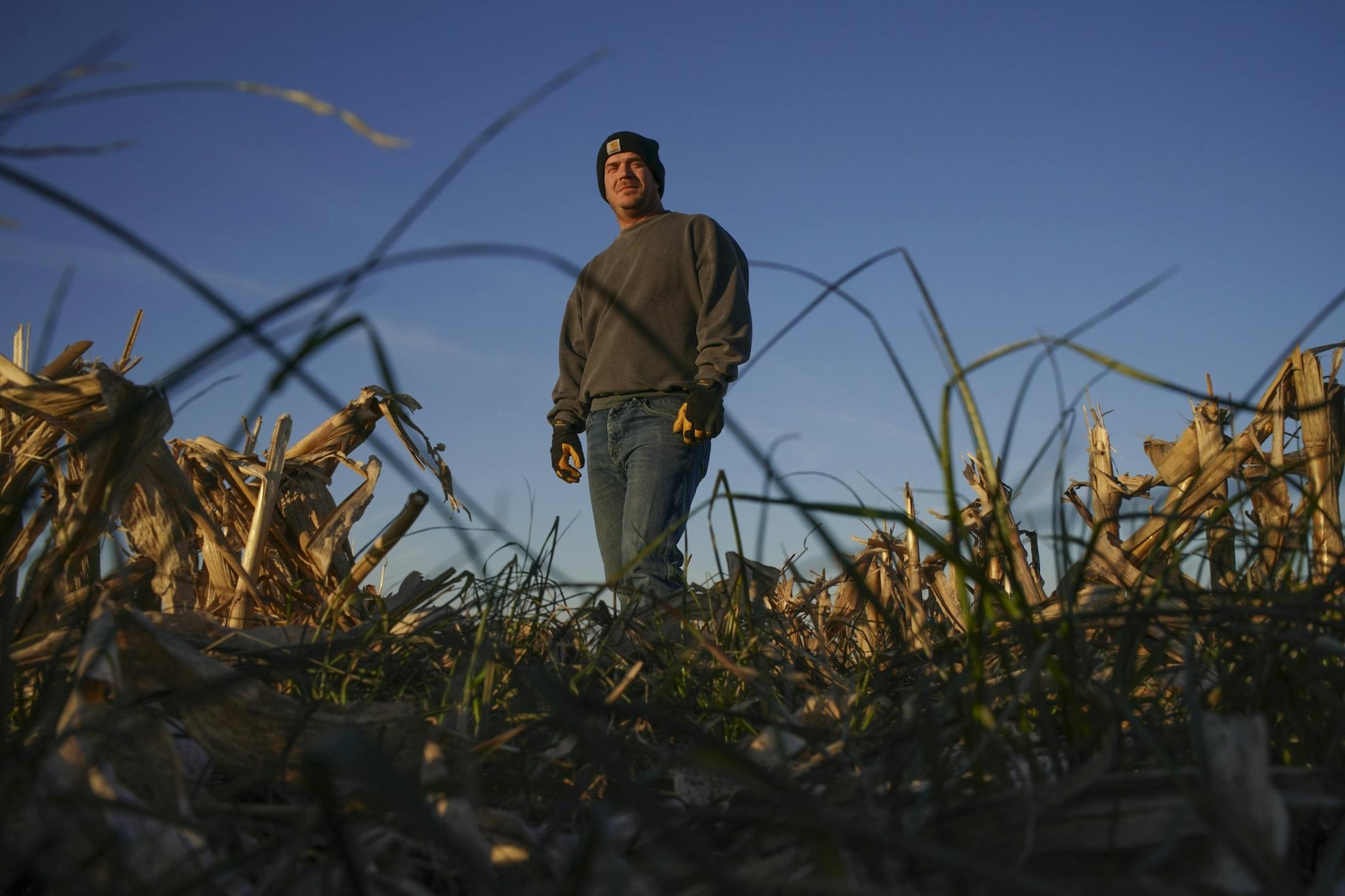 Martin Larsen in a field with a cover crop of rye grass that remains after he harvested the corn from the land he farms near Byron.
