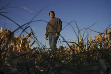 Martin Larsen in a field with a cover crop of rye grass that remains after he harvested the corn from the land he farms near Byron.