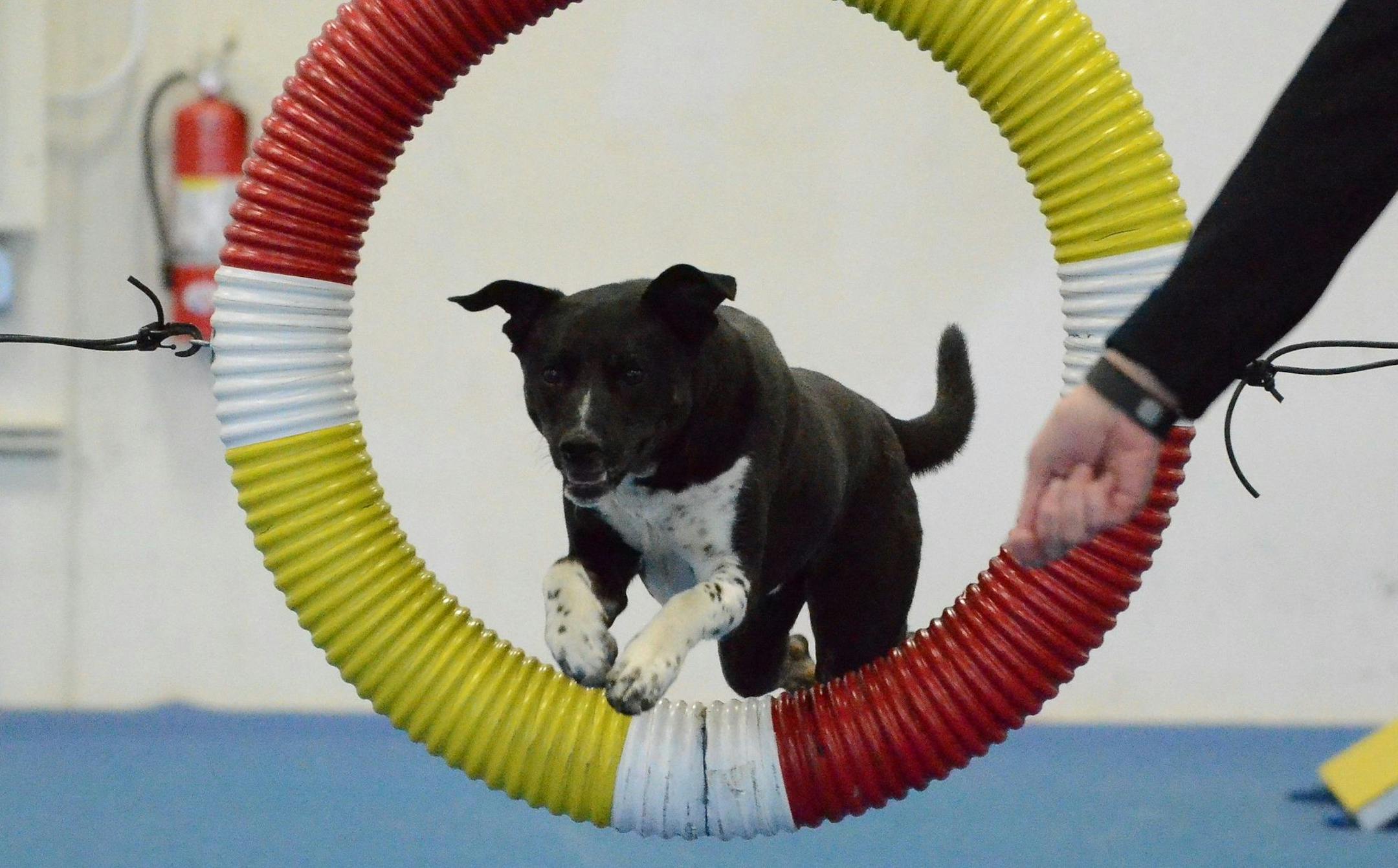 Dasher, who was lost for 8 days this month, jumps through an obstacle as part of his agility training in May of 2016.